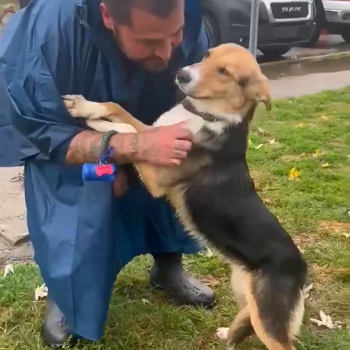 Enlarge Beauty, a Adoptable Mixed Breed in Beacon, NY video 4/6