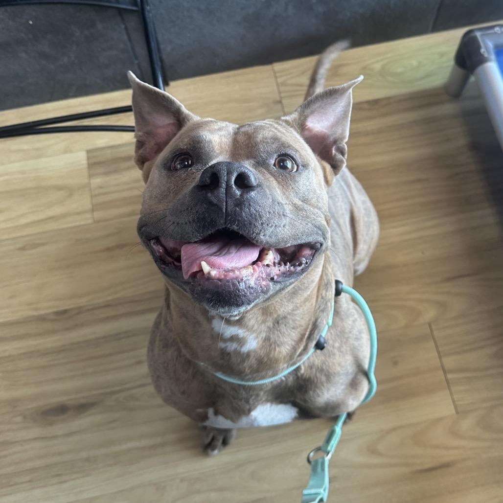 Enlarge Whitney, a Adoptable Mixed Breed in Philadelphia, PA image 1/5