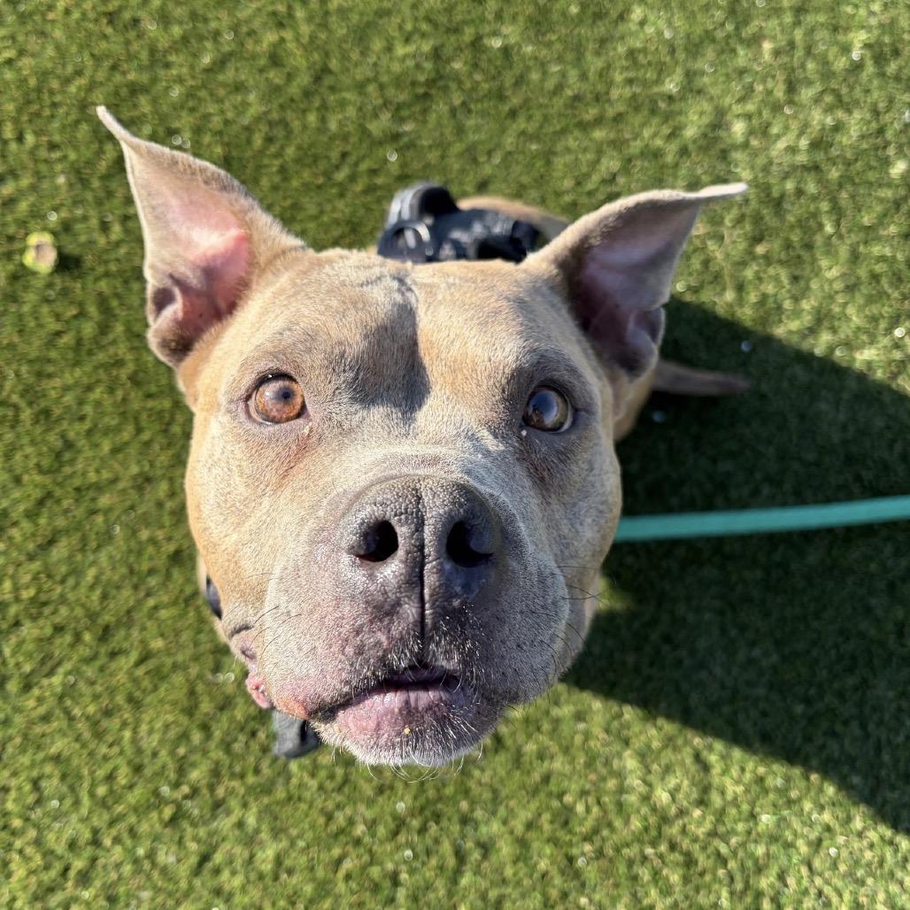 Enlarge Whitney, a Adoptable Mixed Breed in Philadelphia, PA image 2/5