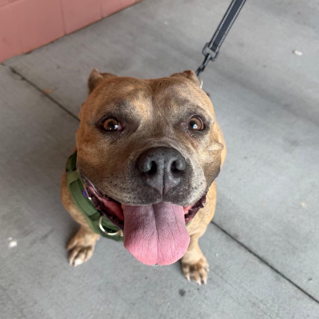 Enlarge Whitney, a Adoptable Mixed Breed in Philadelphia, PA image 3/5