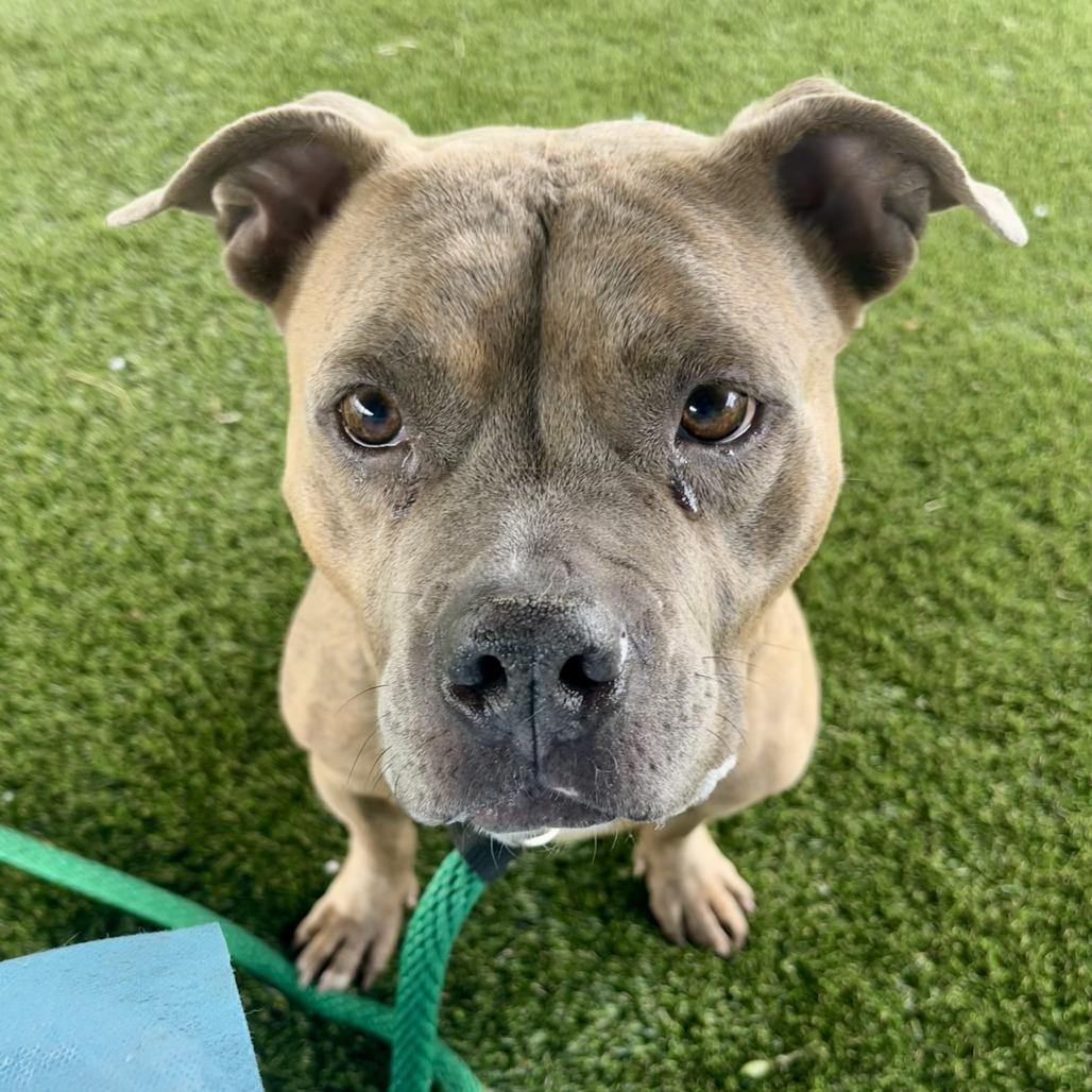 Enlarge Whitney, a Adoptable Mixed Breed in Philadelphia, PA image 5/5