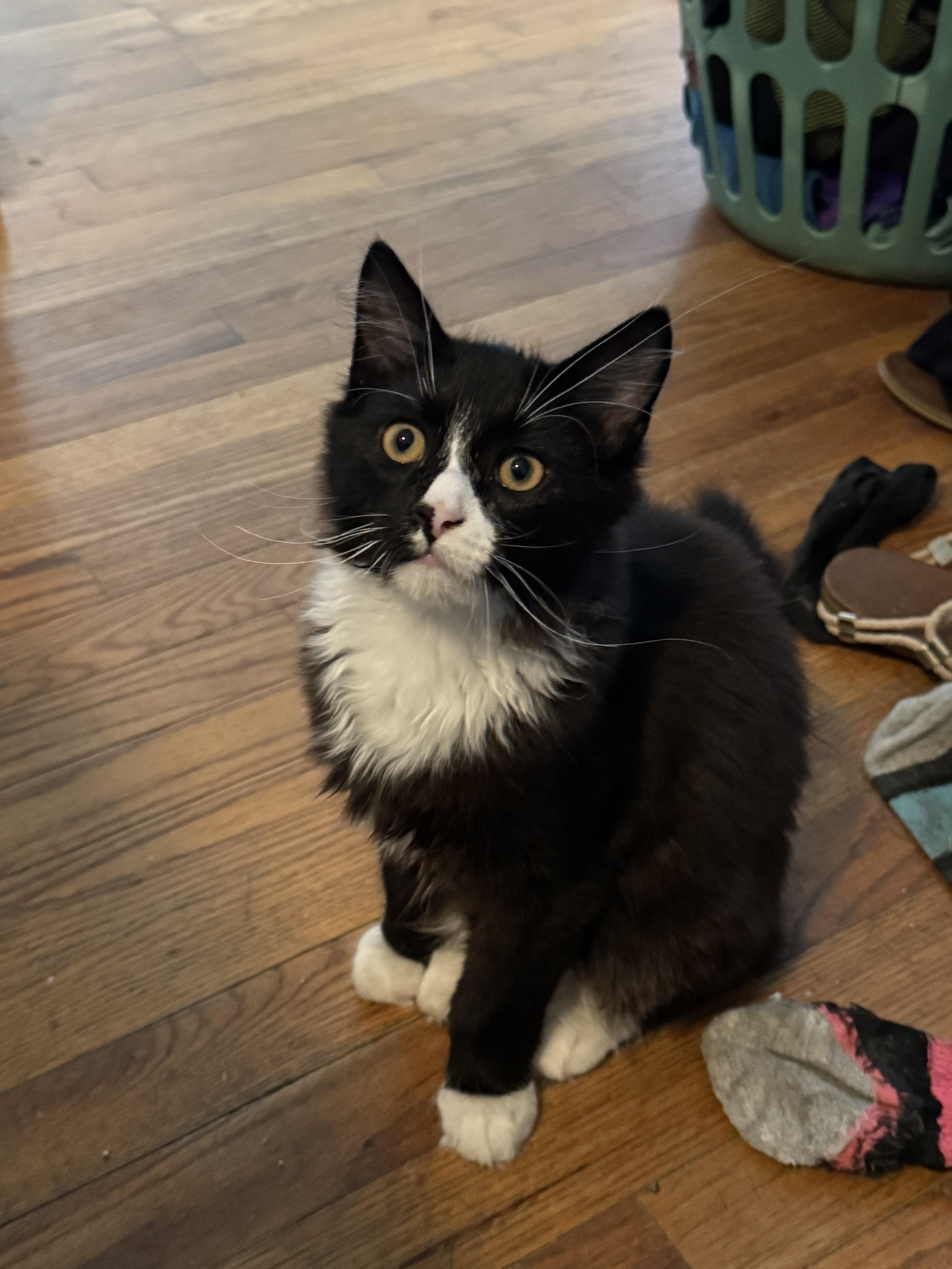 Enlarge Basil, a Adoptable American Shorthair in Bennington, VT image 1/1