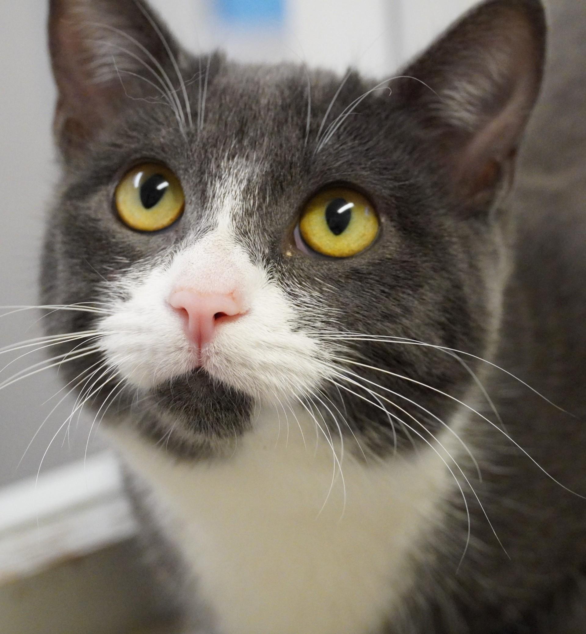 Enlarge Mimi, a Adoptable Domestic Short Hair in Grants Pass, OR image 2/2