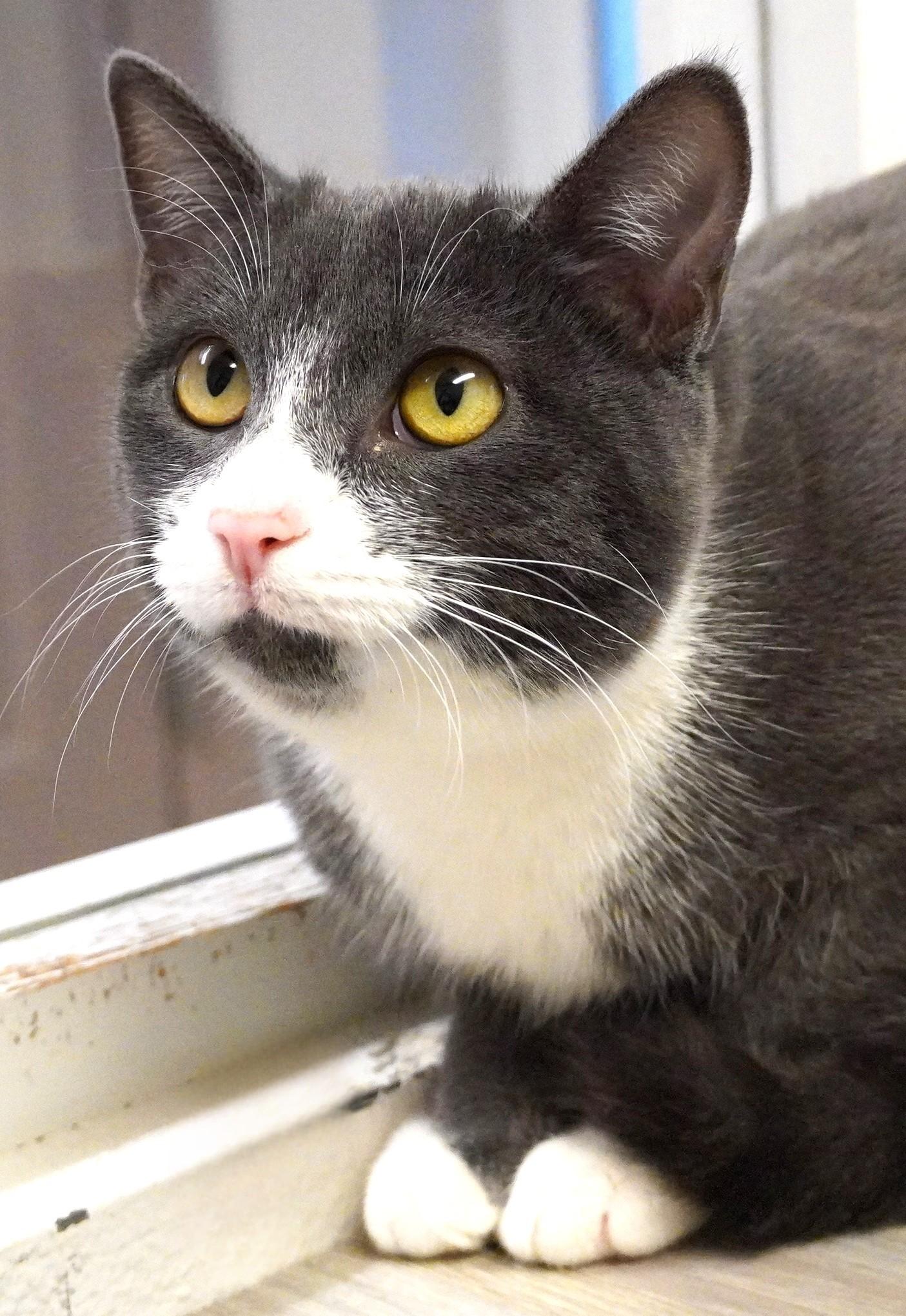 Enlarge Mimi, a Adoptable Domestic Short Hair in Grants Pass, OR image 1/2