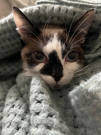 Lucchese, Adoptable, Adult Male Domestic Short Hair & Domestic Short Hair.