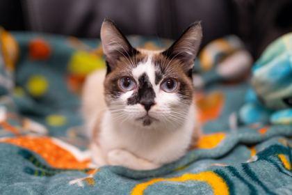 Enlarge Lucchese, a Adoptable Domestic Short Hair in Carrollton, TX image 2/3