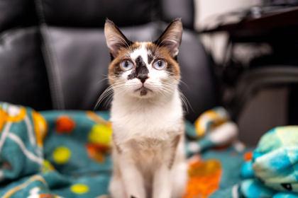 Enlarge Lucchese, a Adoptable Domestic Short Hair in Carrollton, TX image 3/3