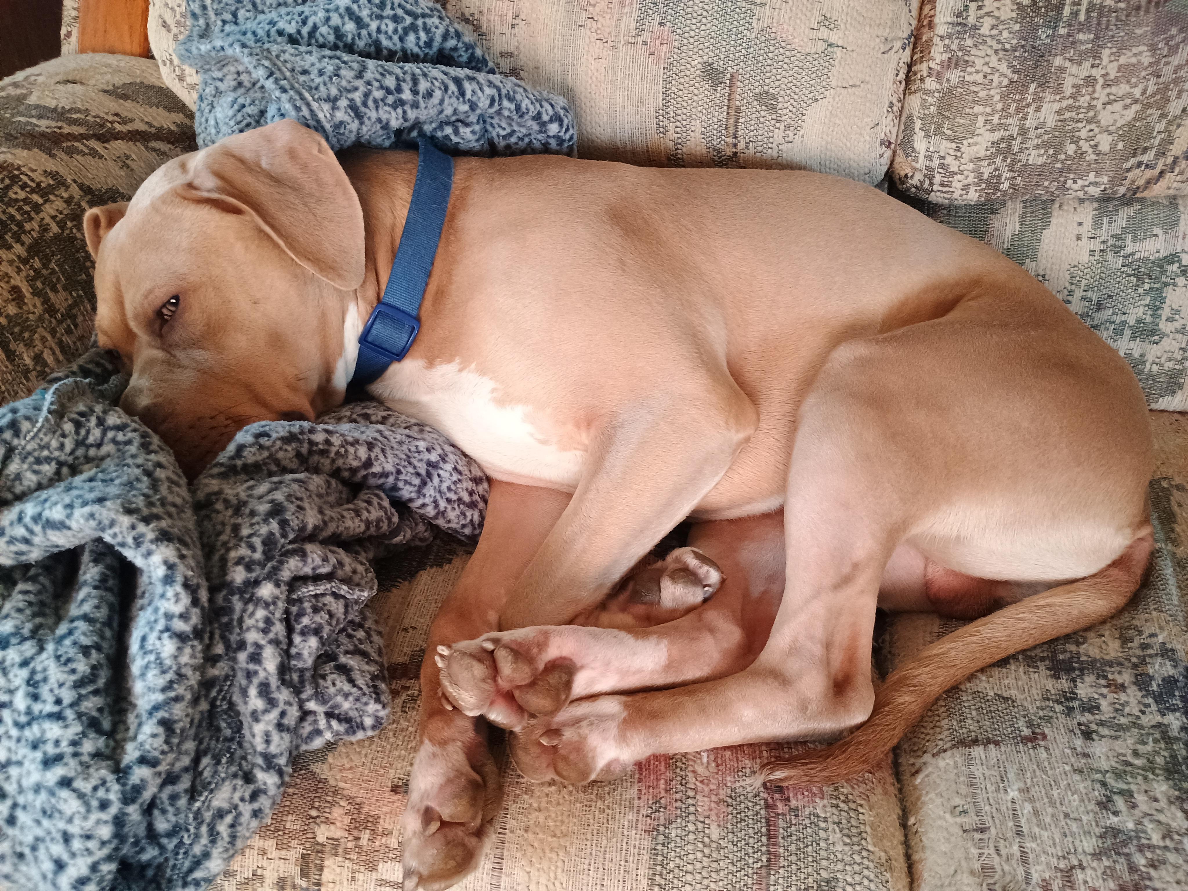Enlarge Buck Courtesy Listing, a ADOPTABLE Mixed Breed in Midland, MI image 3/6