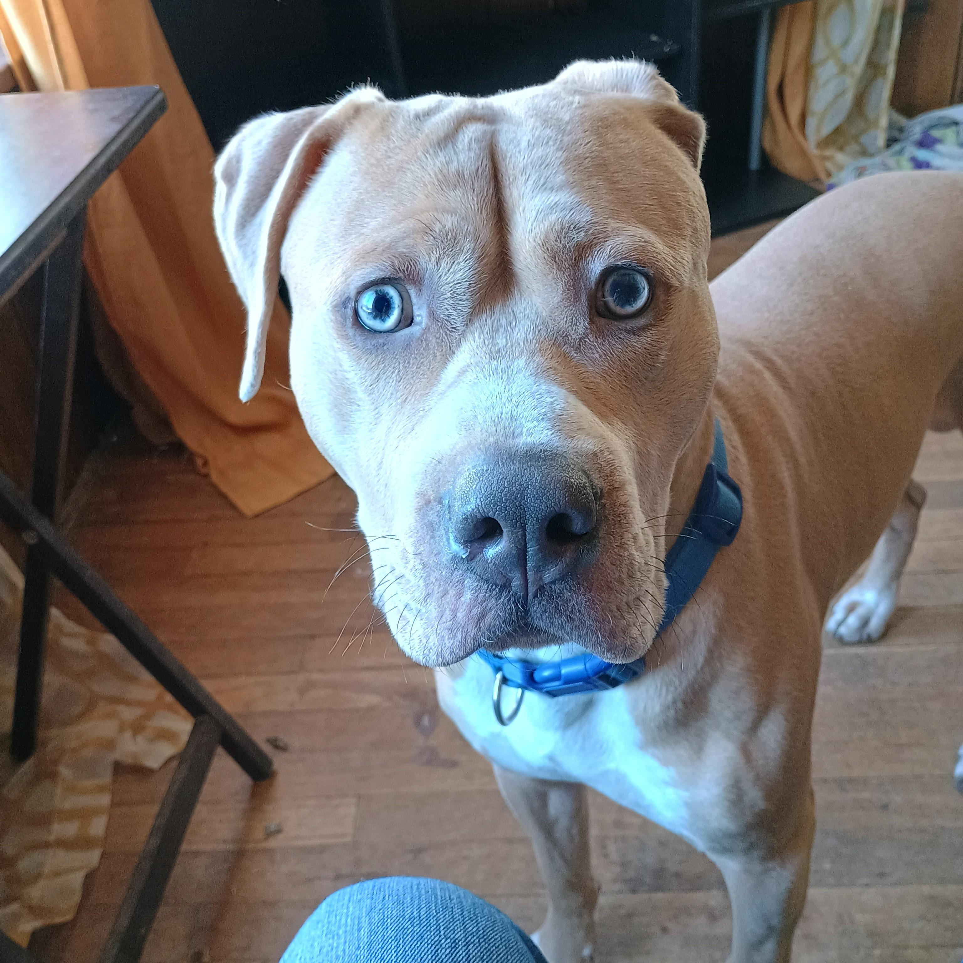 Enlarge Buck Courtesy Listing, a ADOPTABLE Mixed Breed in Midland, MI image 6/6