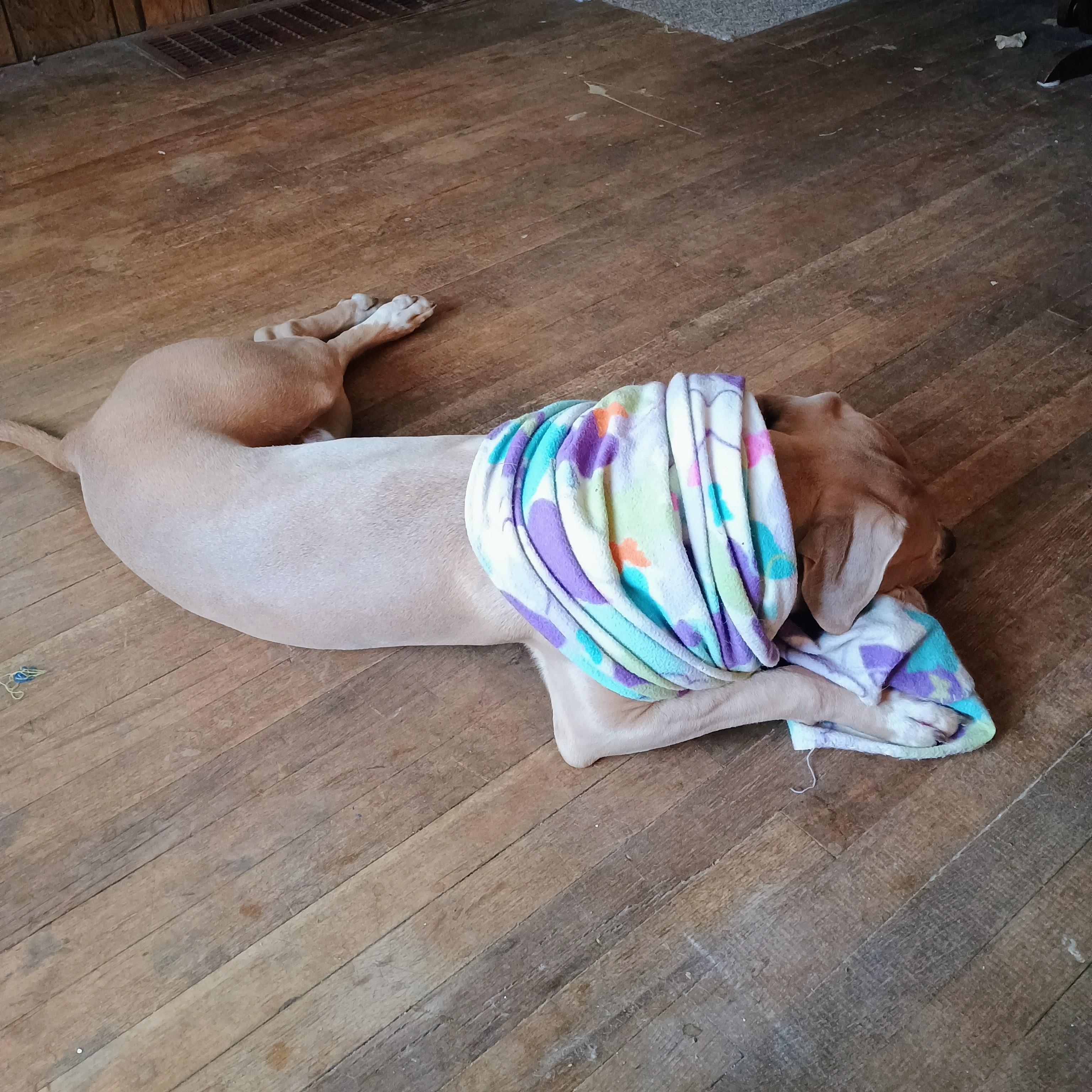 Enlarge Buck Courtesy Listing, a ADOPTABLE Mixed Breed in Midland, MI image 4/6