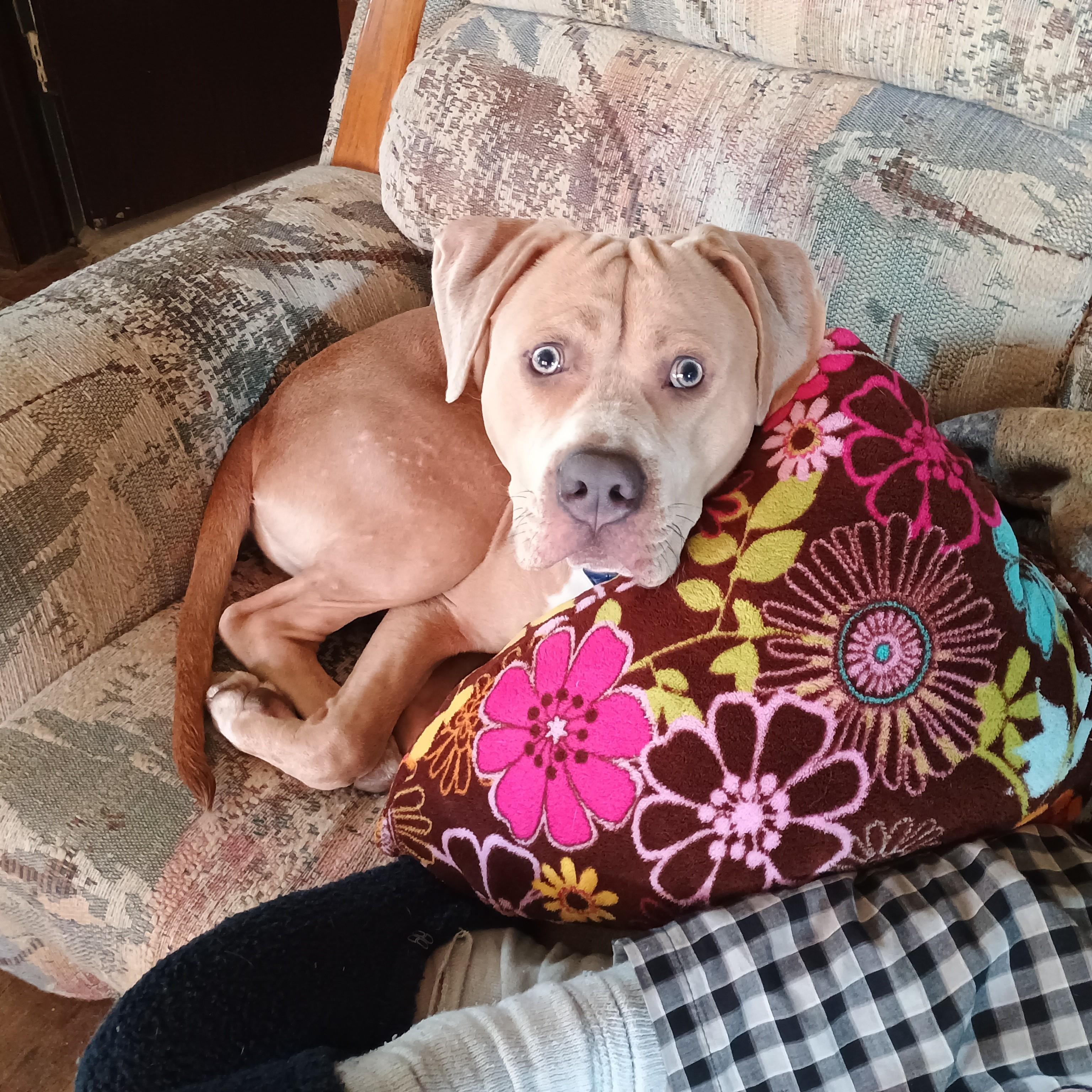 Enlarge Buck Courtesy Listing, a ADOPTABLE Mixed Breed in Midland, MI image 1/6