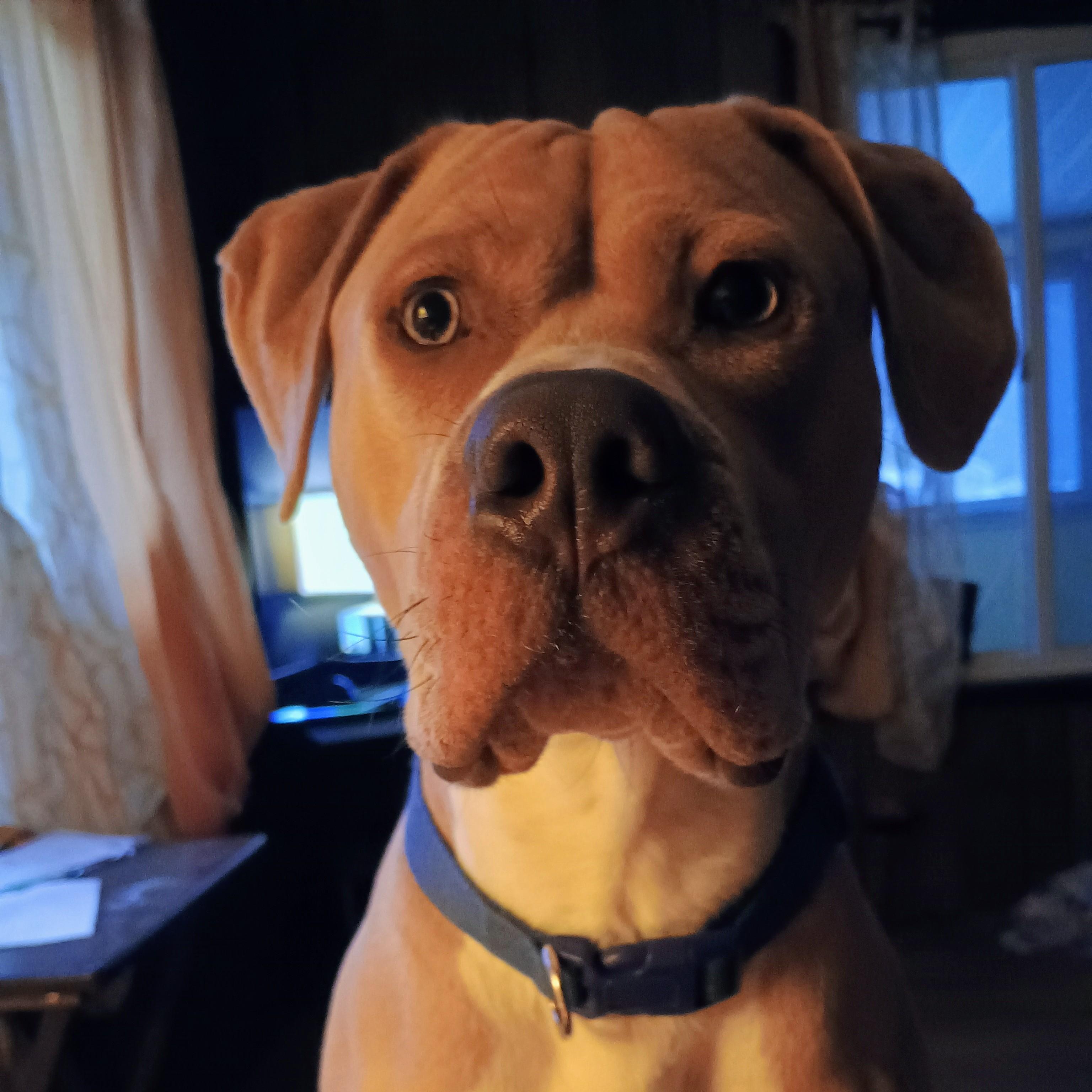 Enlarge Buck Courtesy Listing, a ADOPTABLE Mixed Breed in Midland, MI image 5/6
