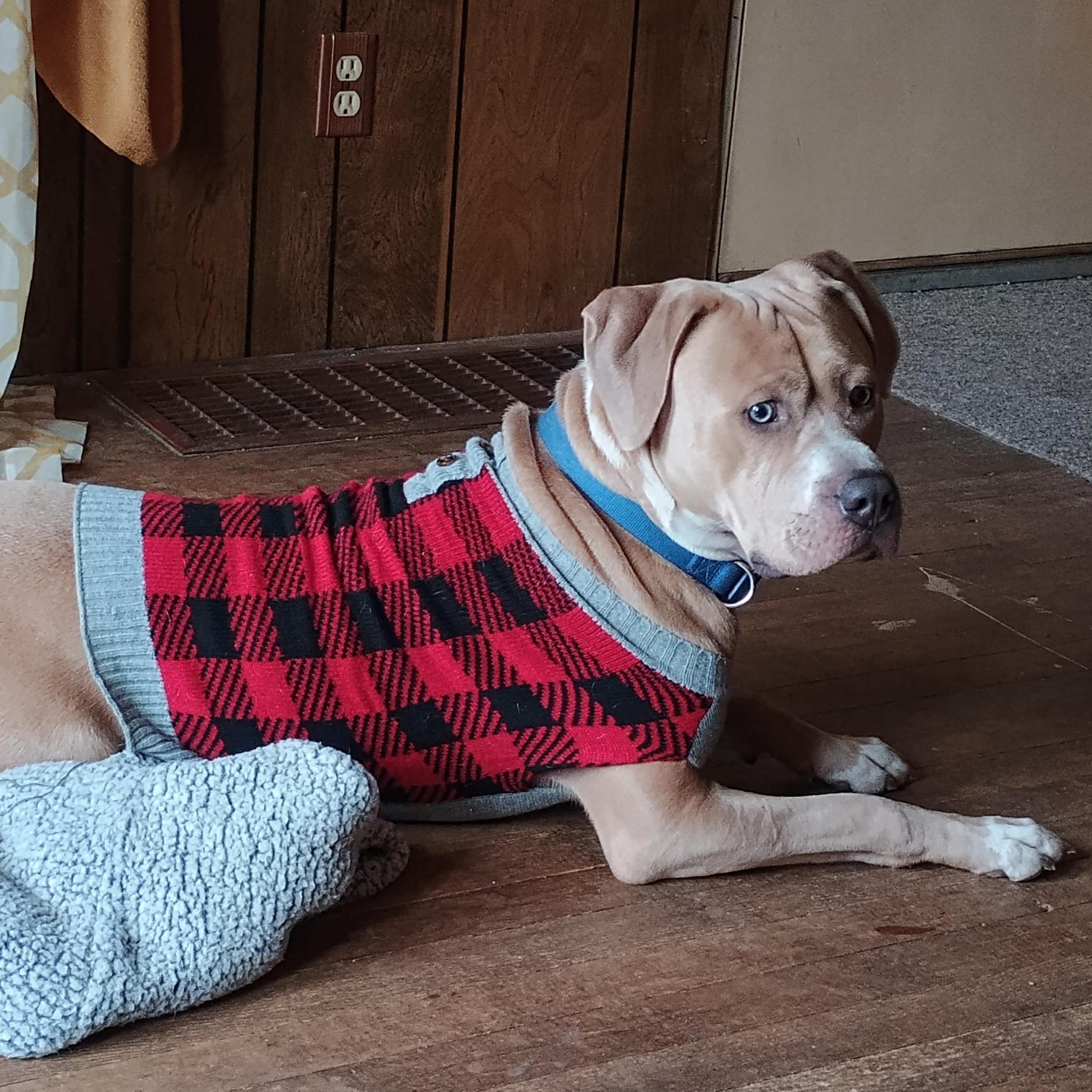 Enlarge Buck Courtesy Listing, a ADOPTABLE Mixed Breed in Midland, MI image 2/6
