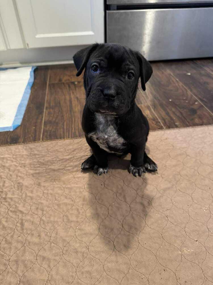 Enlarge Cabernet (Wine Litter), a Adoptable mixed breed in New Albany, OH image 2/6