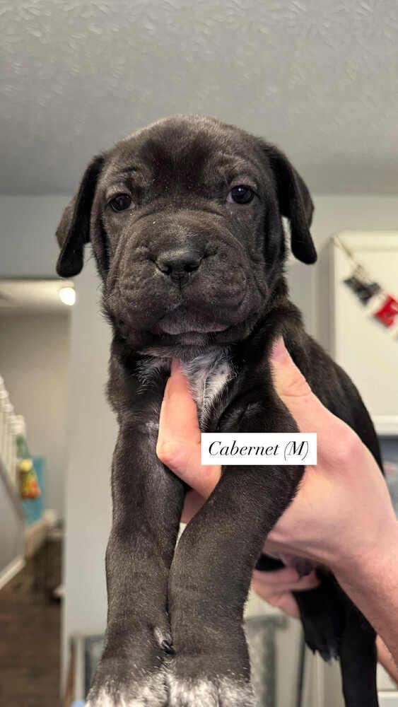 Enlarge Cabernet (Wine Litter), a Adoptable mixed breed in New Albany, OH image 5/6