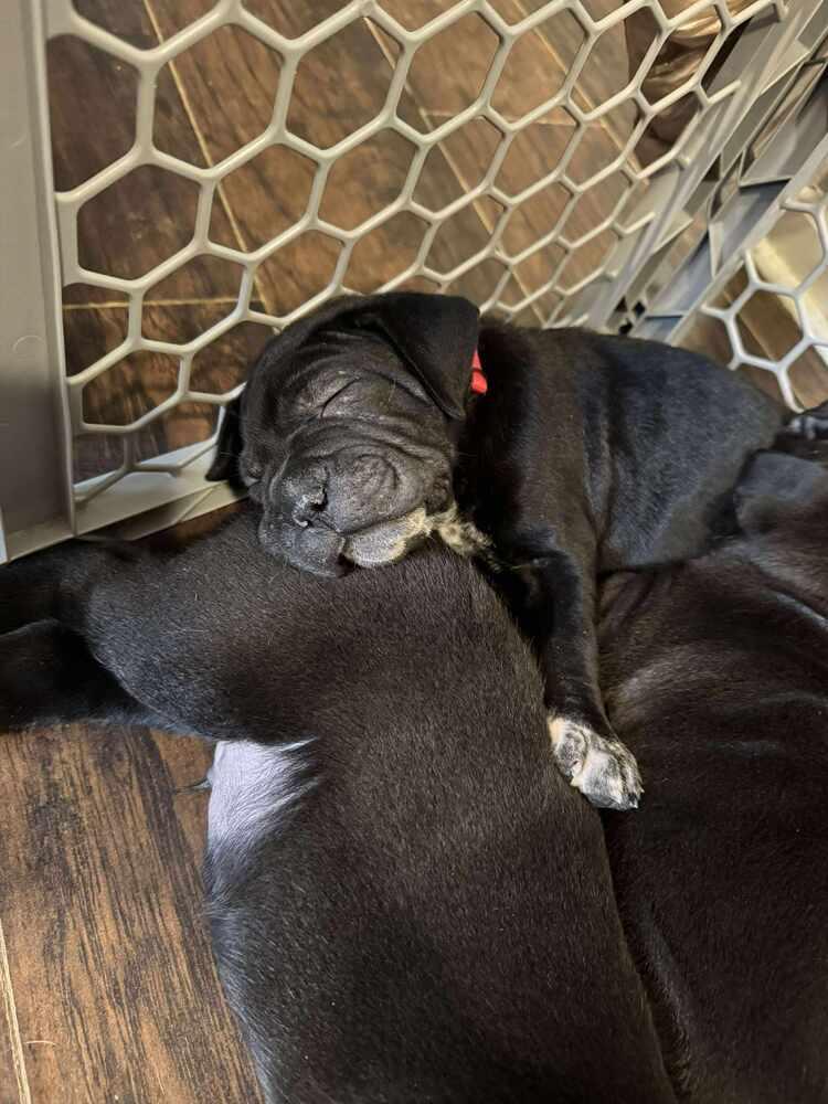 Enlarge Cabernet (Wine Litter), a Adoptable mixed breed in New Albany, OH image 6/6