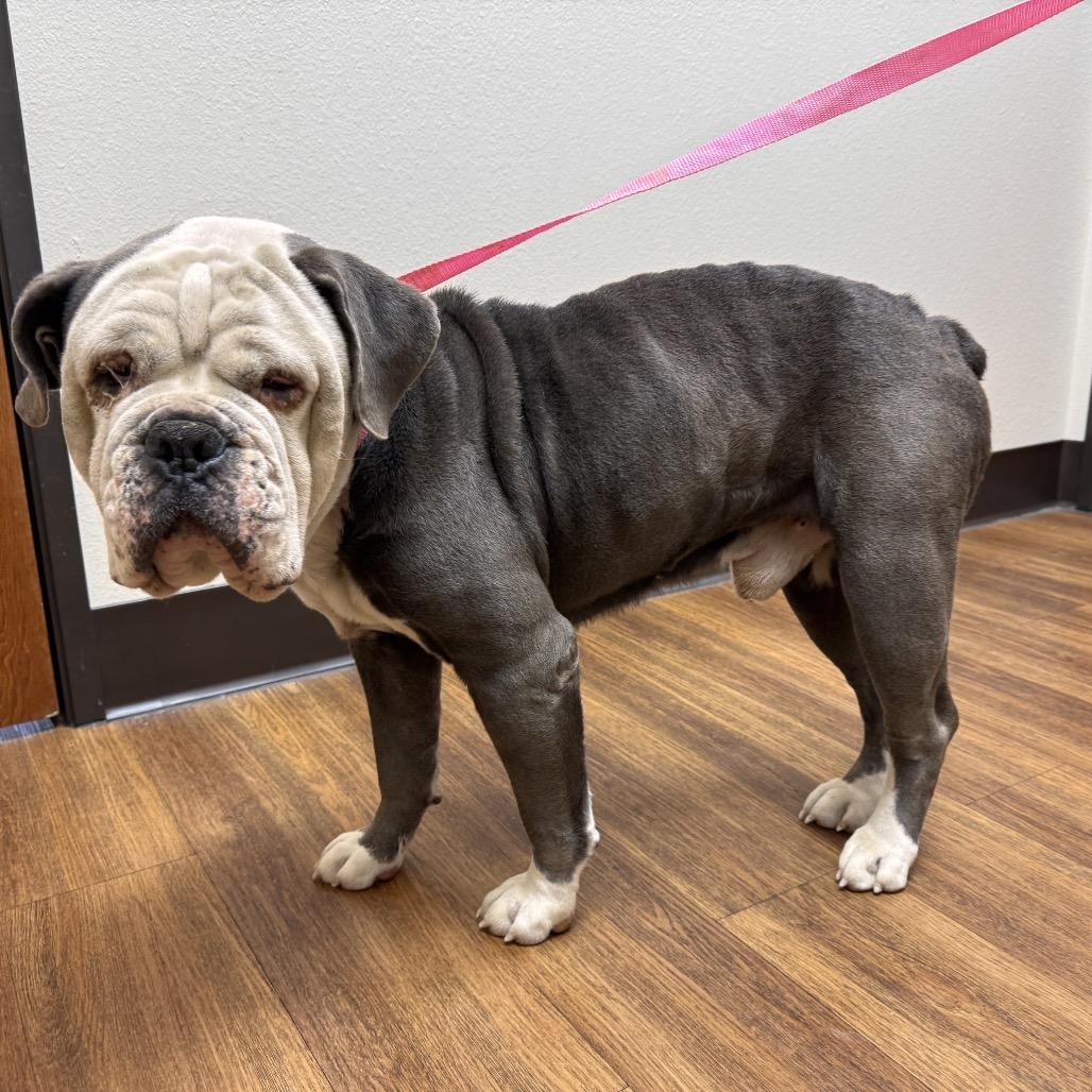 Enlarge Meaty, a Adoptable mixed breed in Flower Mound, TX image 1/4