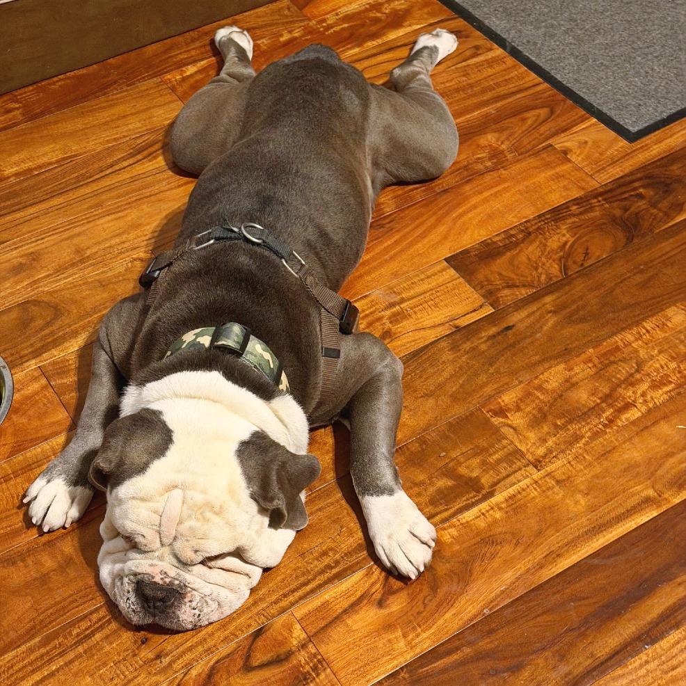 Enlarge Meaty, a Adoptable mixed breed in Flower Mound, TX image 2/4