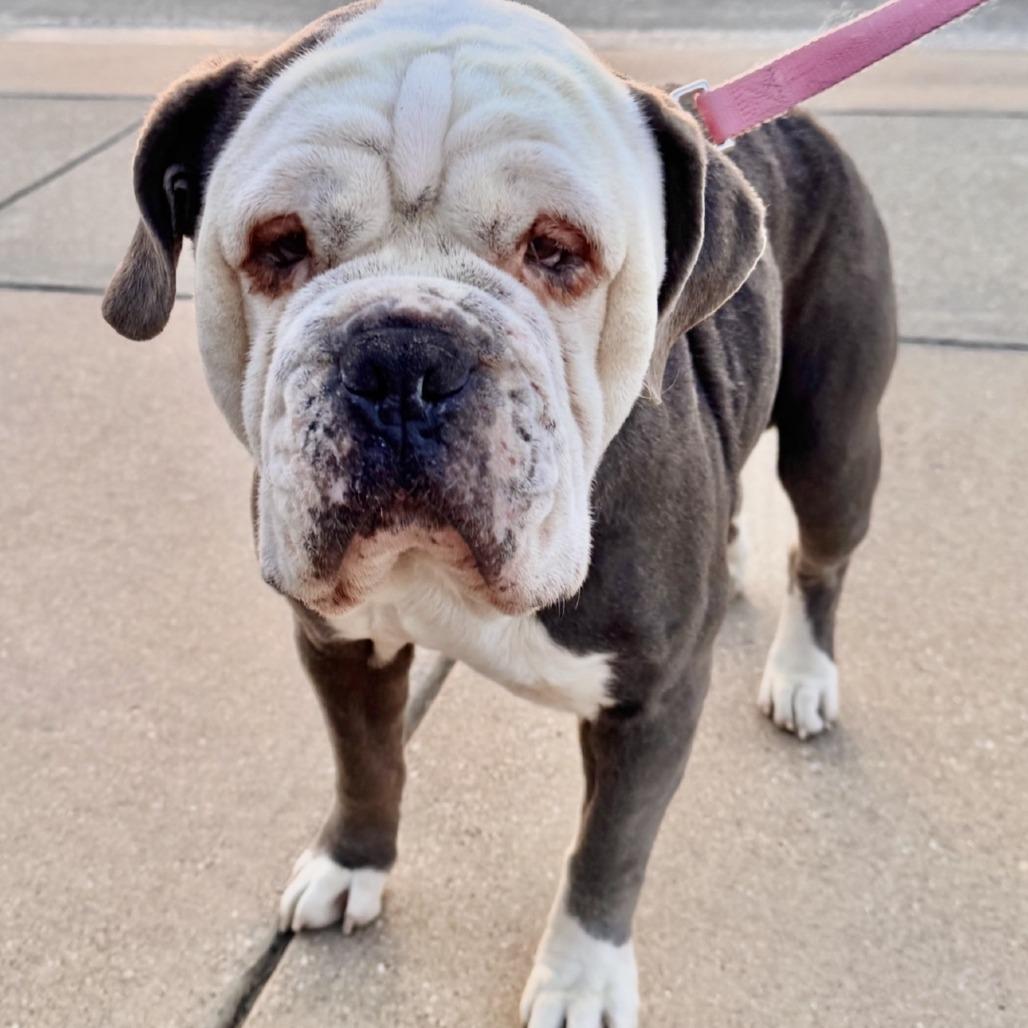 Enlarge Meaty, a Adoptable mixed breed in Flower Mound, TX image 3/4