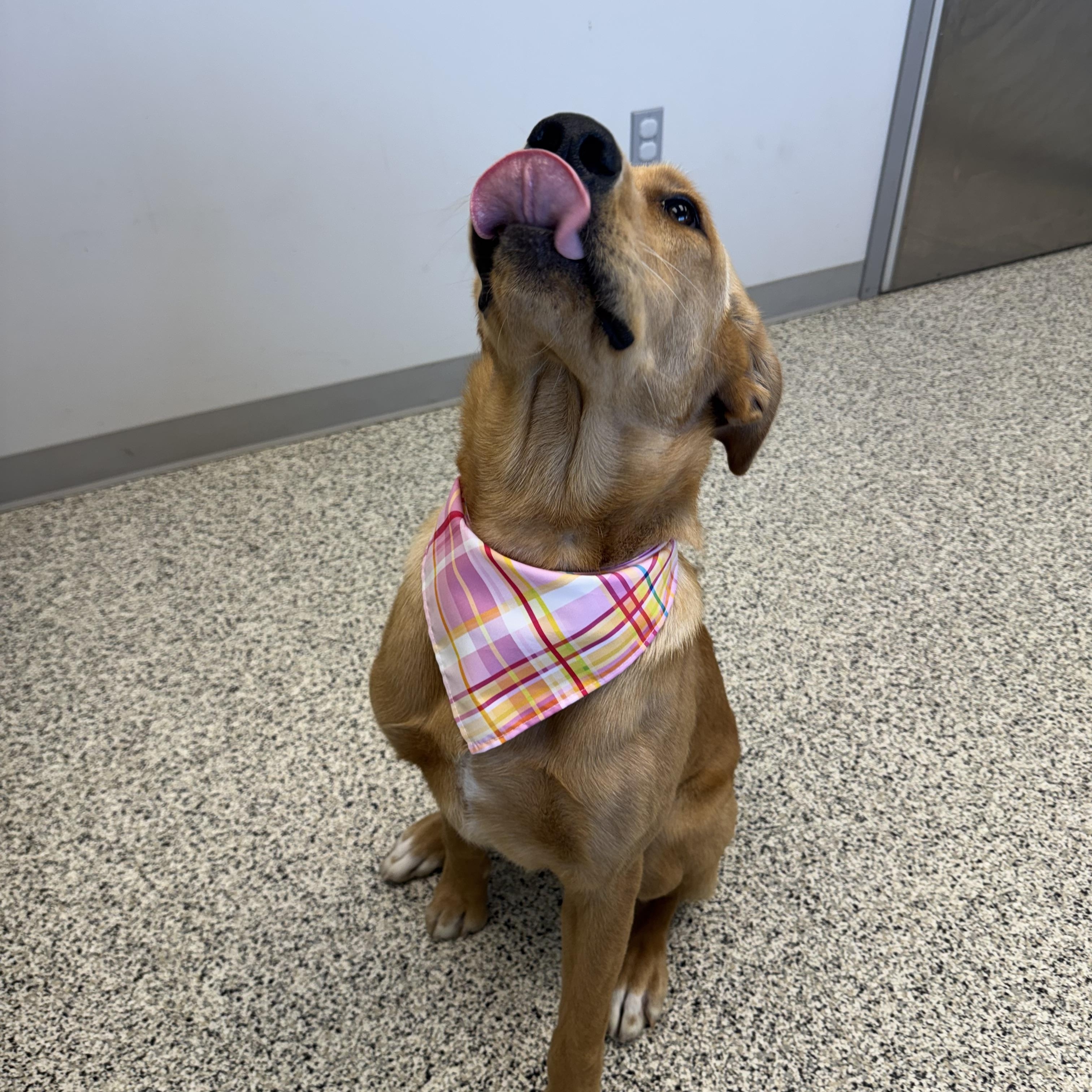 Nala, adoptable, Puppy Female Labrador Retriever.