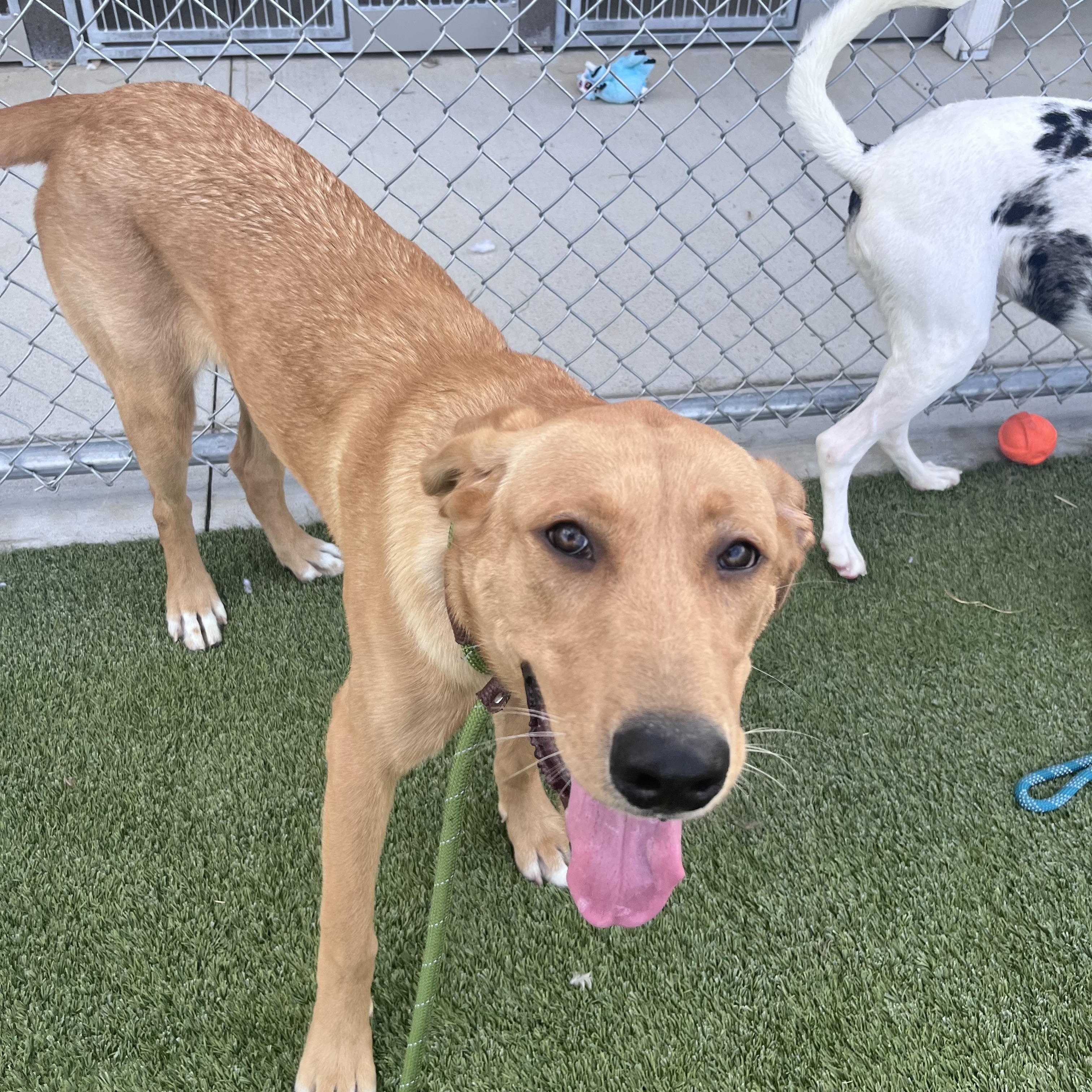 Enlarge Nala, an adoptable mixed breed in Liberty, MO image 3/5