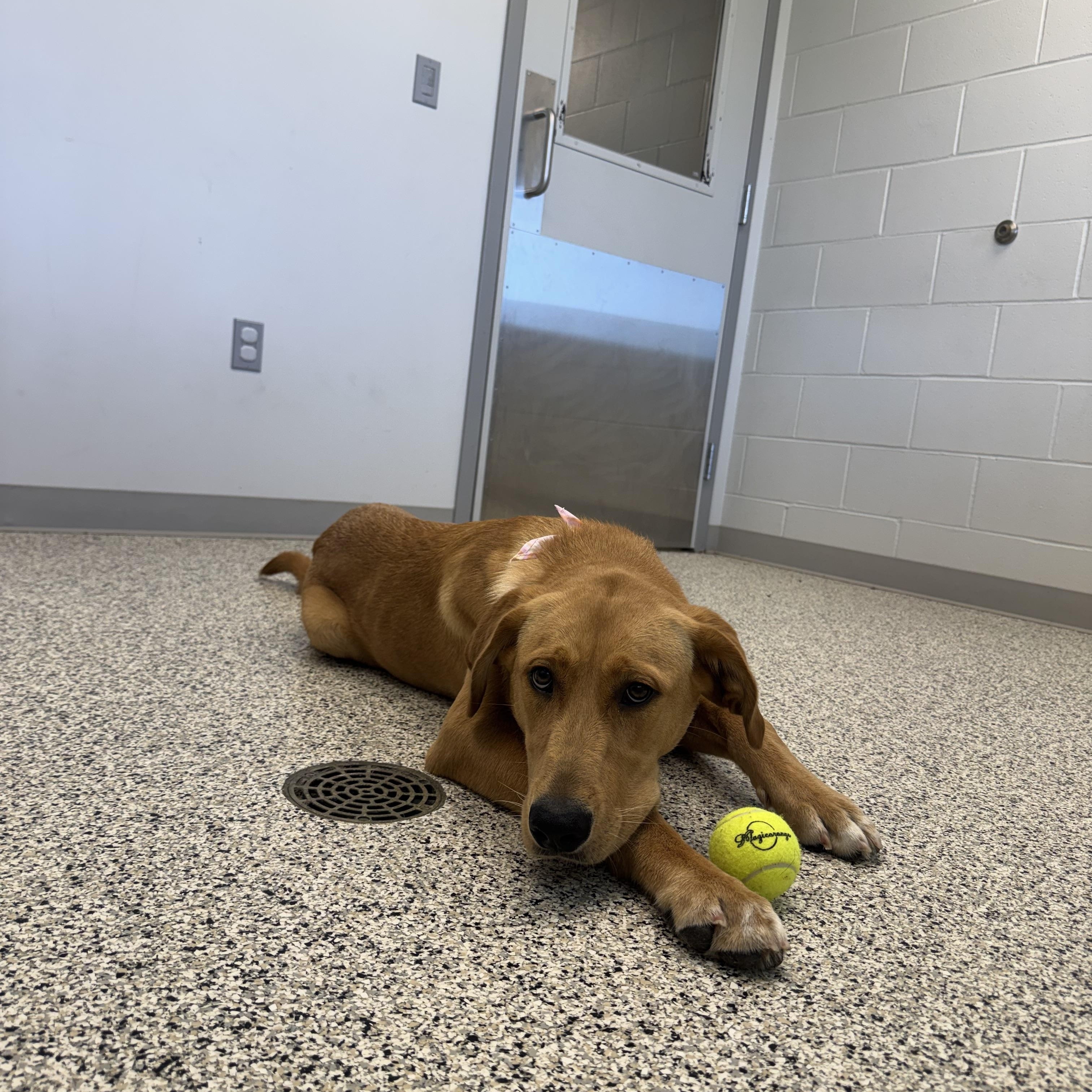 Enlarge Nala, an adoptable mixed breed in Liberty, MO image 2/5