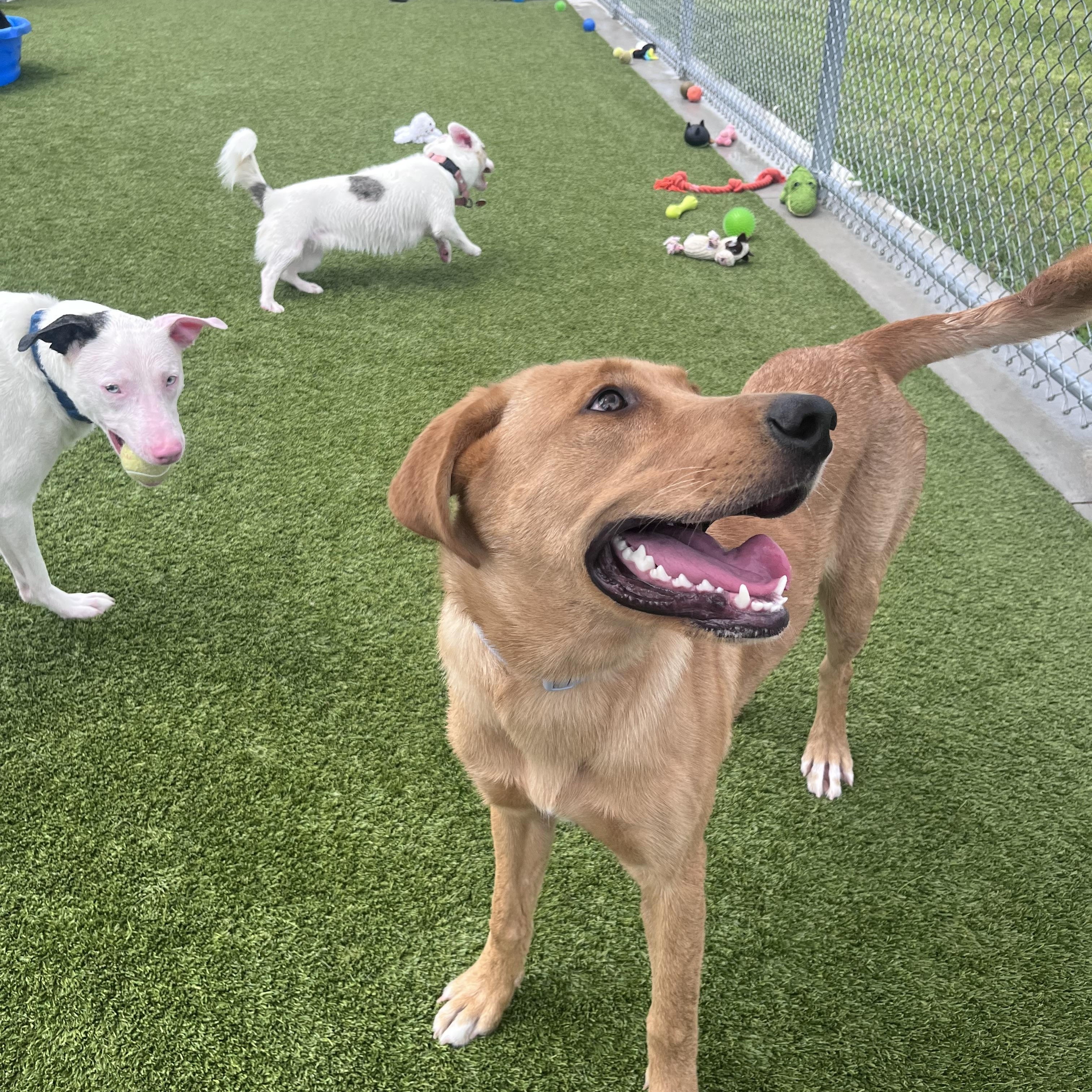 Enlarge Nala, an adoptable mixed breed in Liberty, MO image 4/5