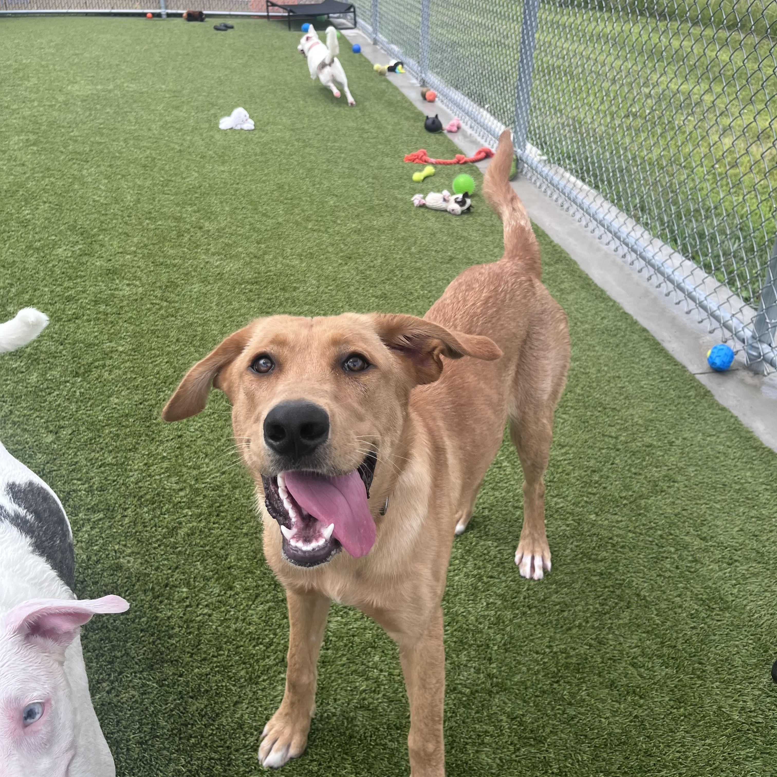 Enlarge Nala, an adoptable mixed breed in Liberty, MO image 5/5