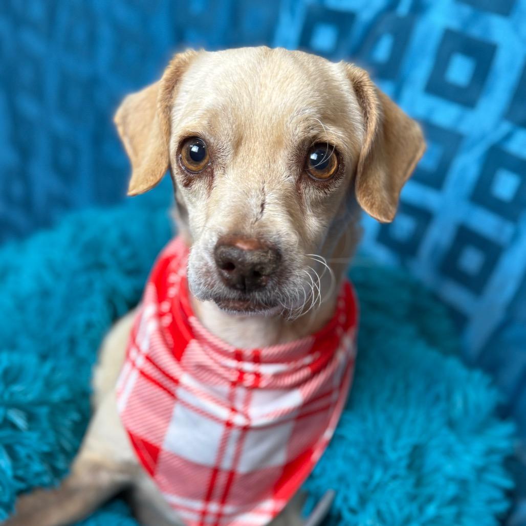 Tucker-A Brave Survivor Who Just Wants Love!, a Adoptable mixed breed in St Augustine, FL image 1/5