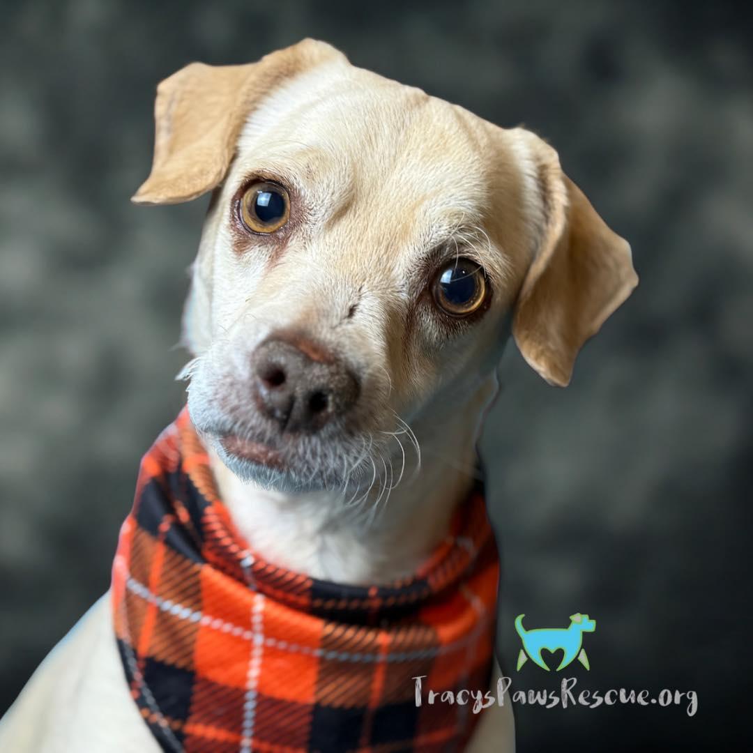 Tucker-A Brave Survivor Who Just Wants Love!, a Adoptable mixed breed in St Augustine, FL image 2/5