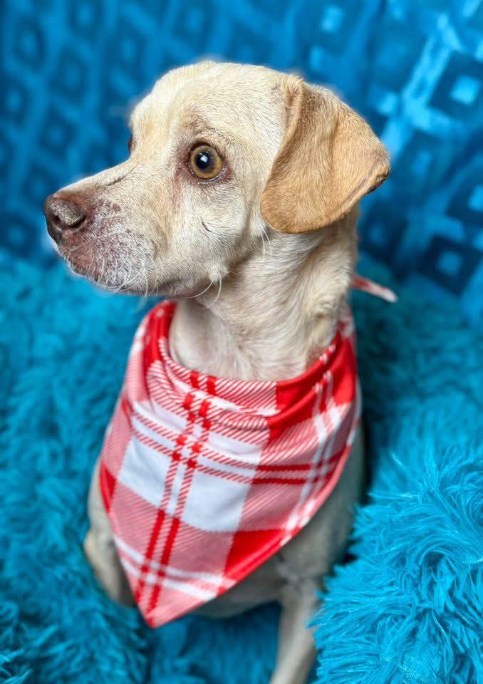 Tucker-A Brave Survivor Who Just Wants Love!, a Adoptable mixed breed in St Augustine, FL image 3/5