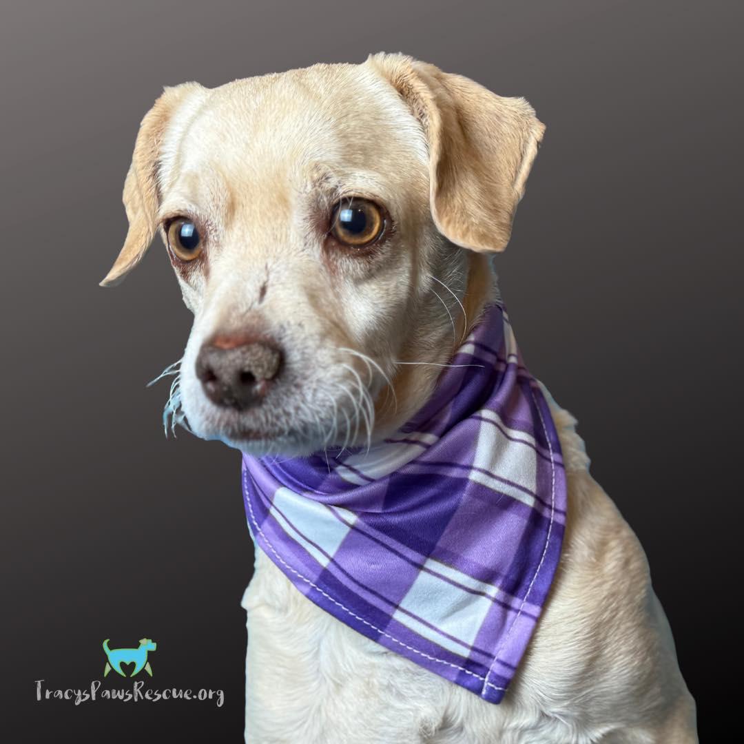 Tucker-A Brave Survivor Who Just Wants Love!, a Adoptable mixed breed in St Augustine, FL image 4/5