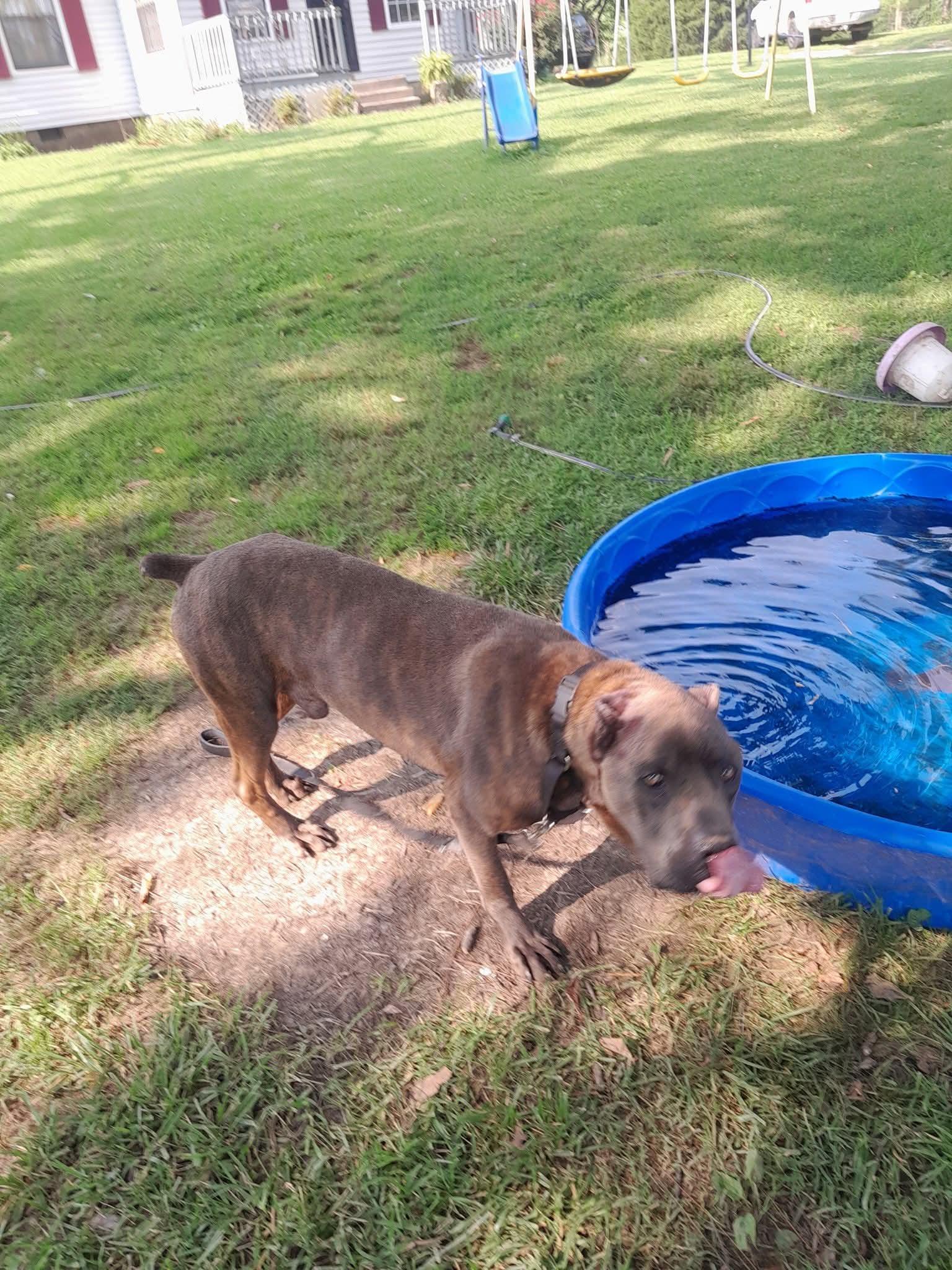 Slim Jim, Adopted, Young Male Cane Corso.