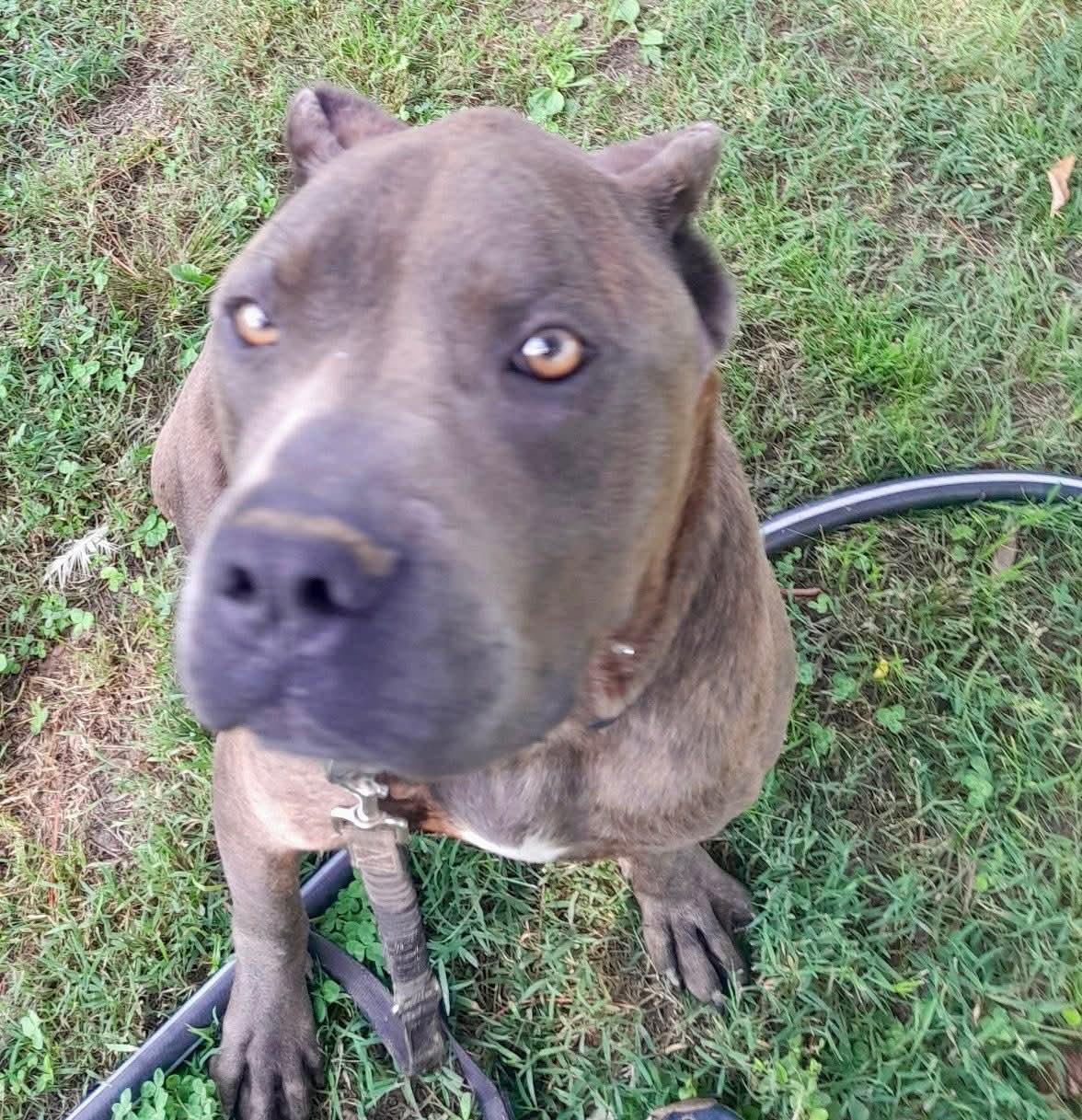 Enlarge Slim Jim, a Adopted Cane Corso in Memphis, TN image 2/2