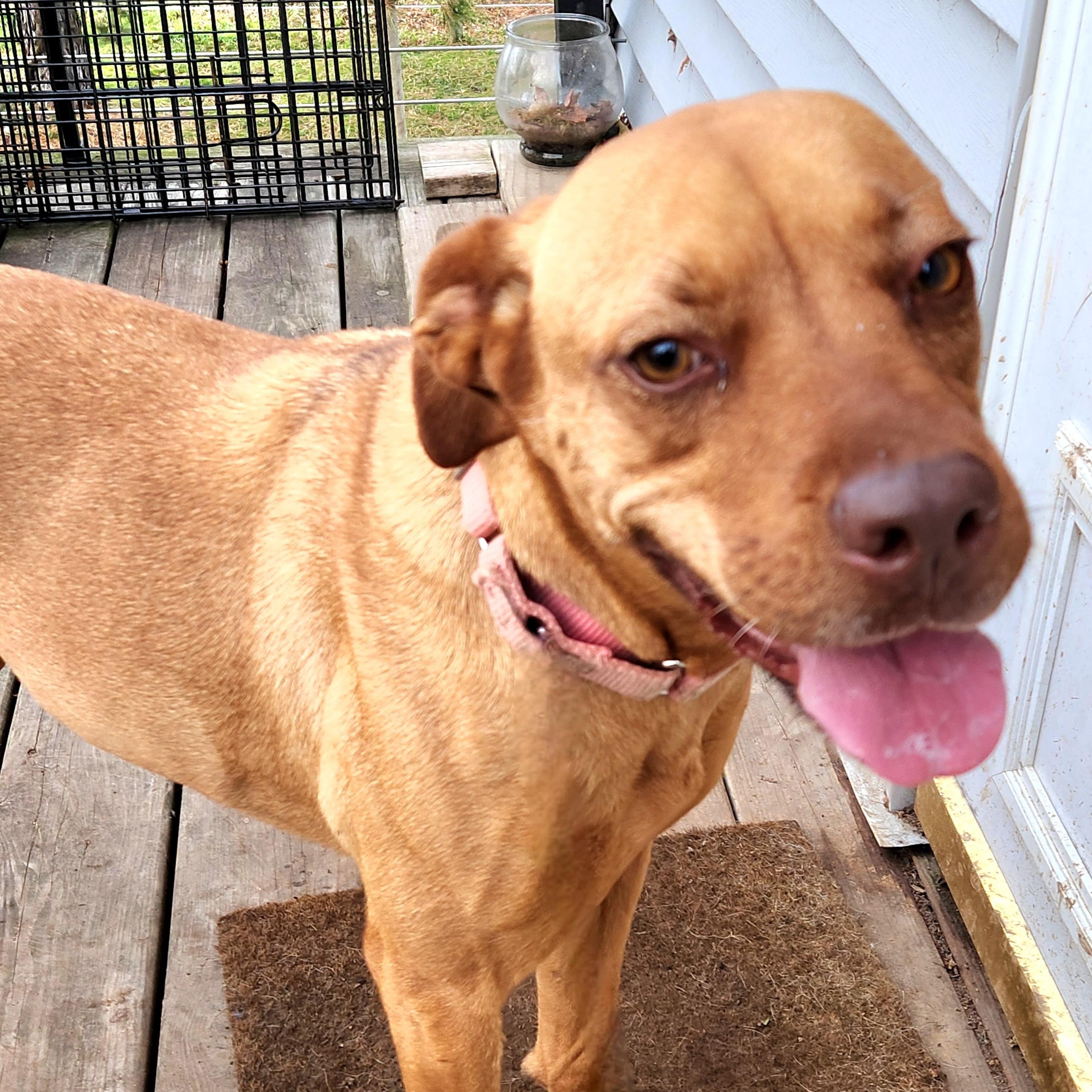 Enlarge PAISLEY, a Adoptable mixed breed in Evansville, WI image 1/3