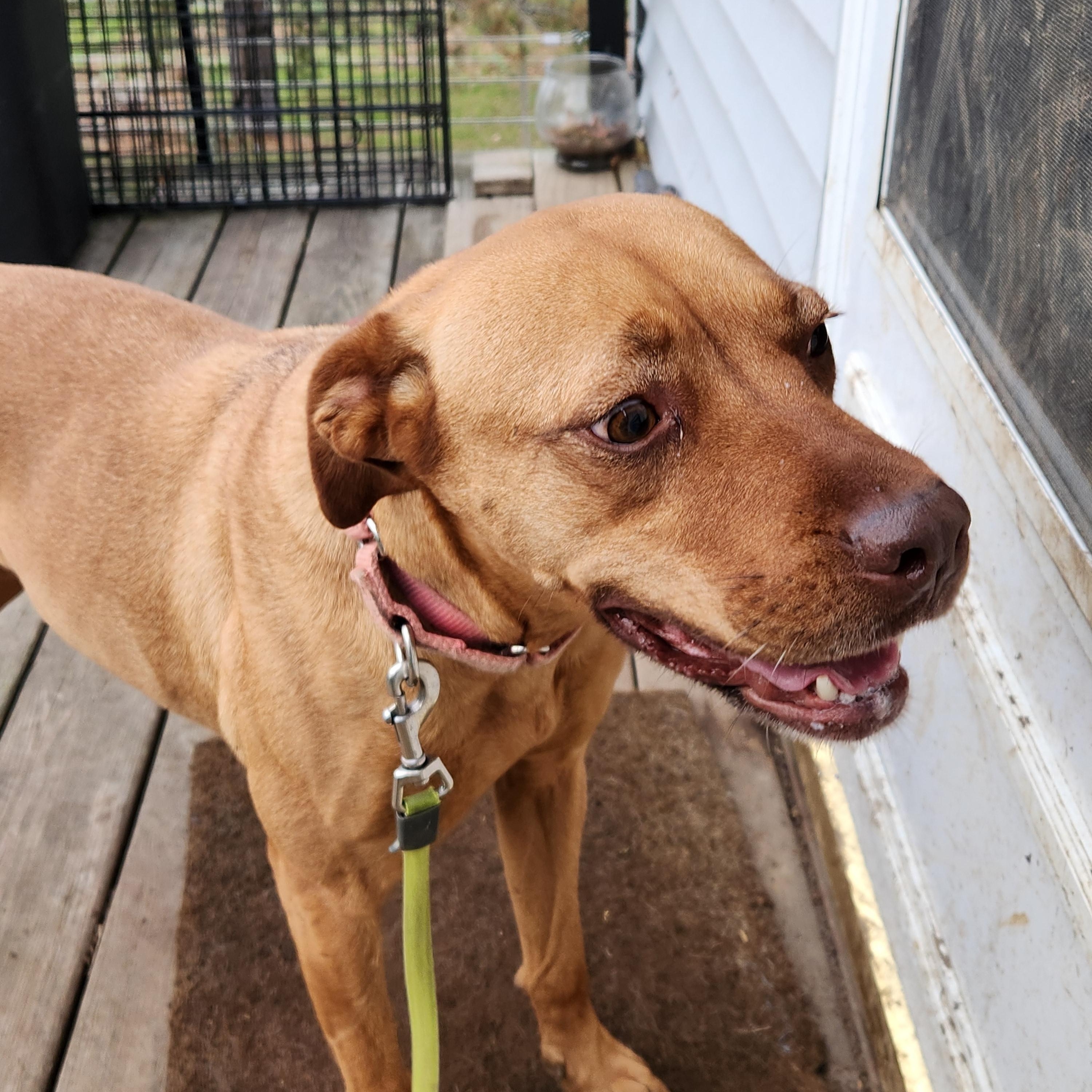 PAISLEY, Adoptable, Adult Female Black Mouth Cur & Labrador Retriever.