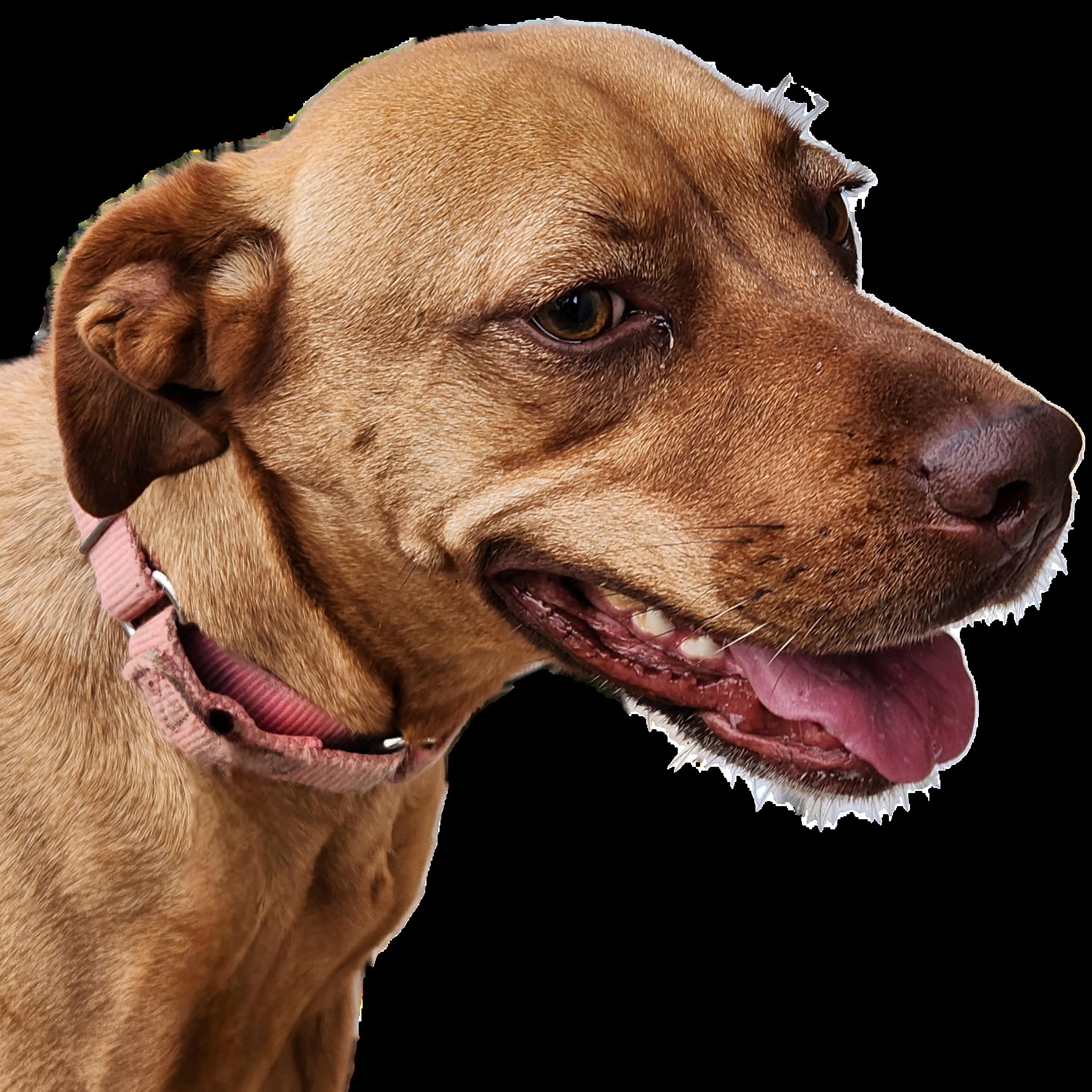 Enlarge PAISLEY, a Adoptable mixed breed in Evansville, WI image 3/3