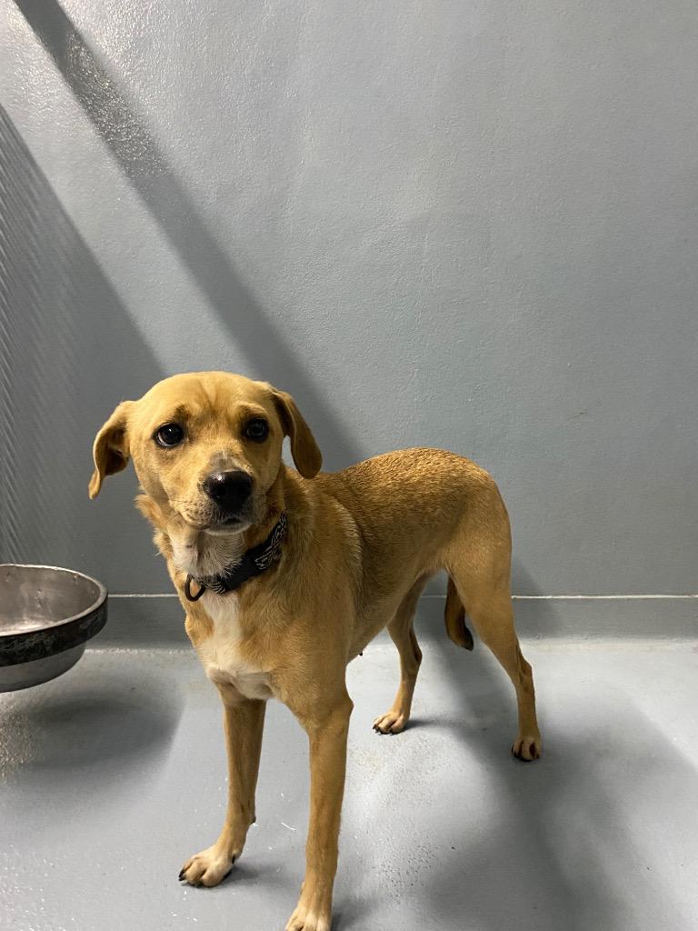 Azzi, Adoptable, Young Female Terrier.