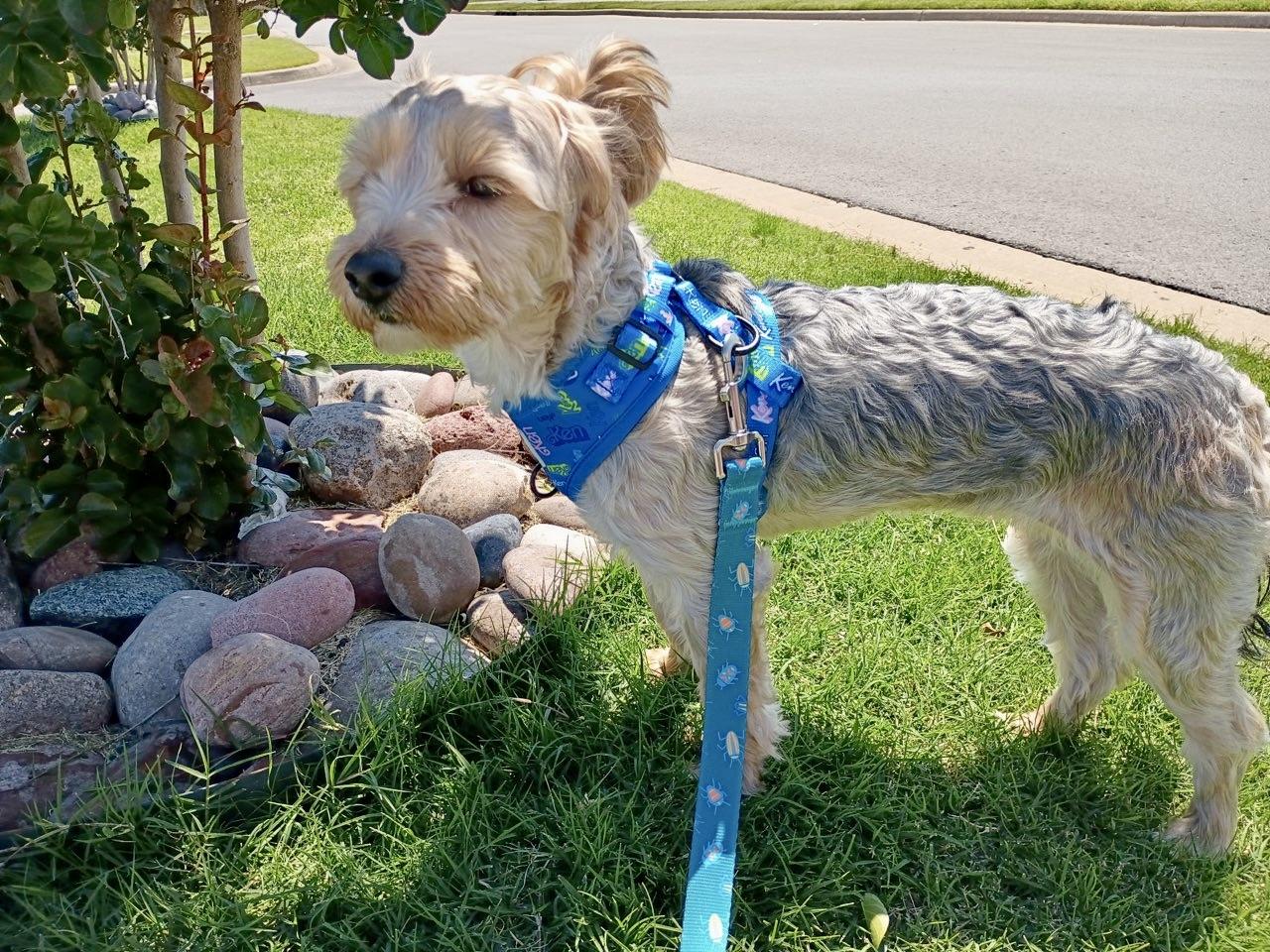 Enlarge Bella - Yorkie/Poodle mix, an adopted mixed breed in Tulsa, OK image 2/4