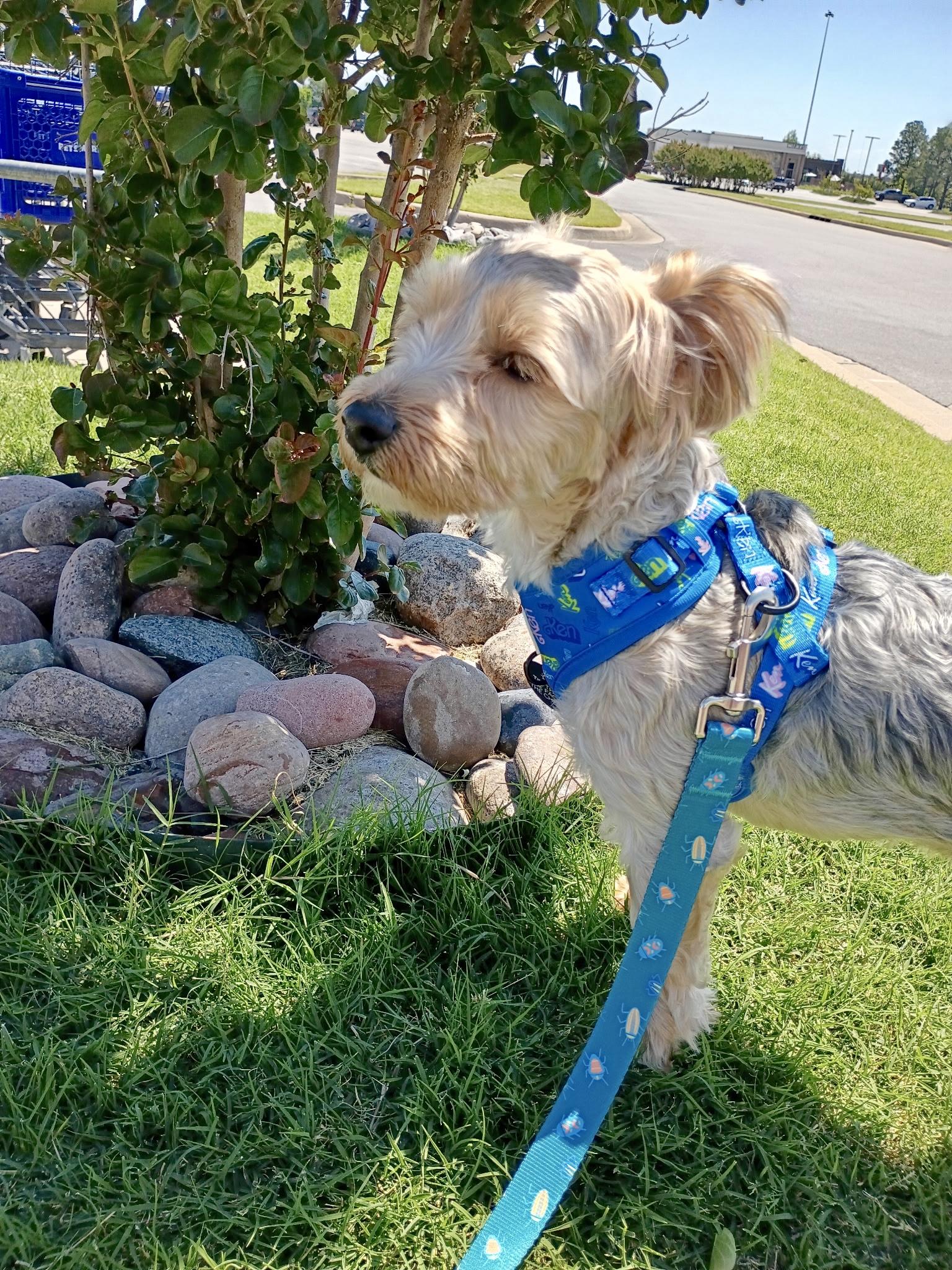Enlarge Bella - Yorkie/Poodle mix, an adopted mixed breed in Tulsa, OK image 3/4