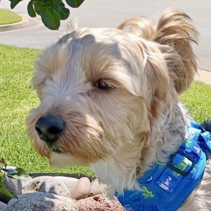 Enlarge Bella - Yorkie/Poodle mix, an adopted mixed breed in Tulsa, OK image 1/4