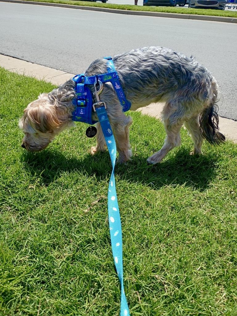 Enlarge Bella - Yorkie/Poodle mix, an adopted mixed breed in Tulsa, OK image 4/4