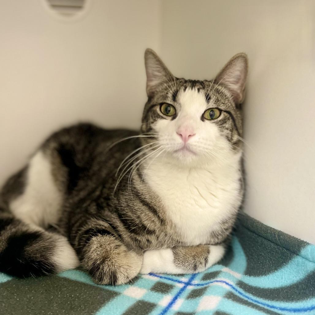 Enlarge Ringo, a Adoptable Domestic Short Hair in Champaign, IL image 1/5