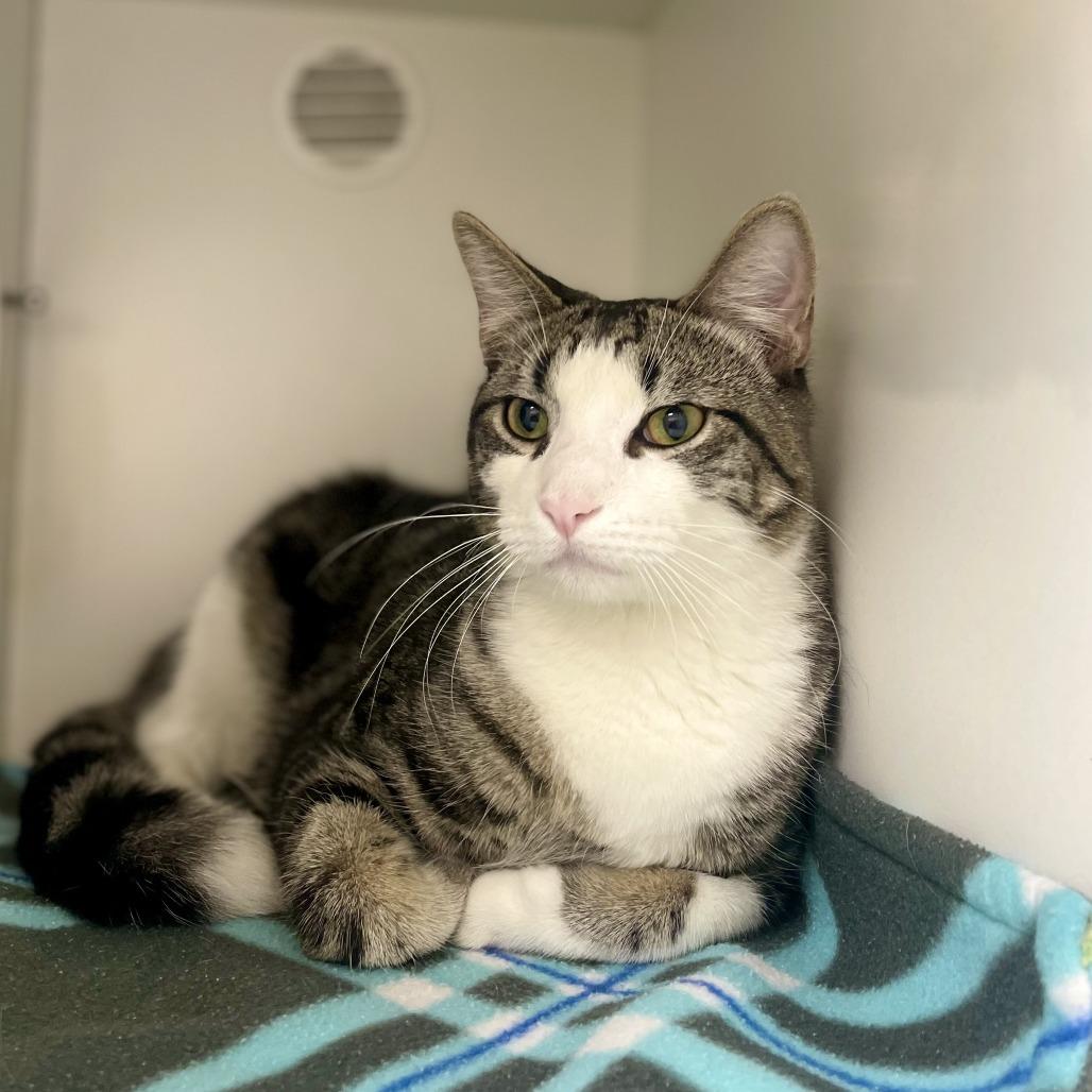 Enlarge Ringo, a Adoptable Domestic Short Hair in Champaign, IL image 2/5