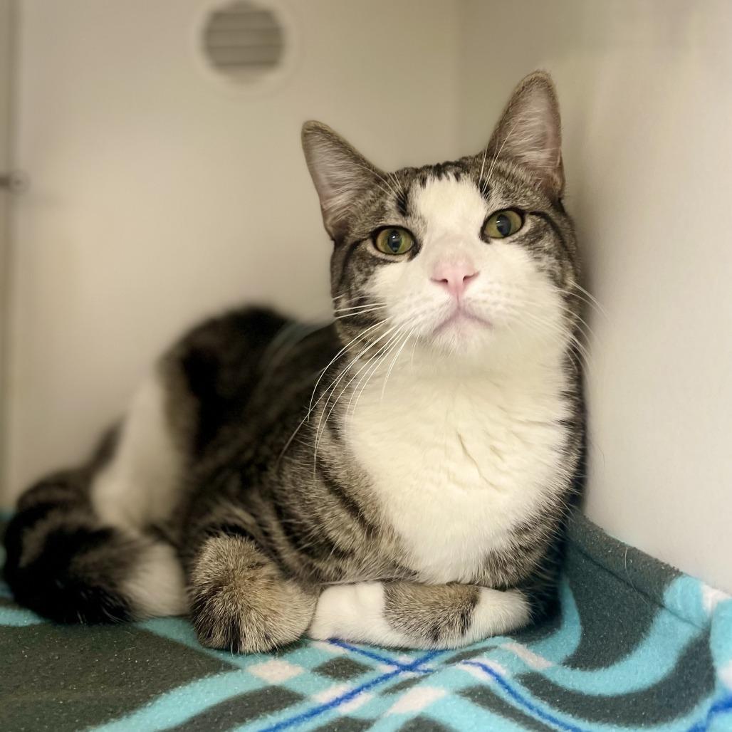Enlarge Ringo, a Adoptable Domestic Short Hair in Champaign, IL image 3/5