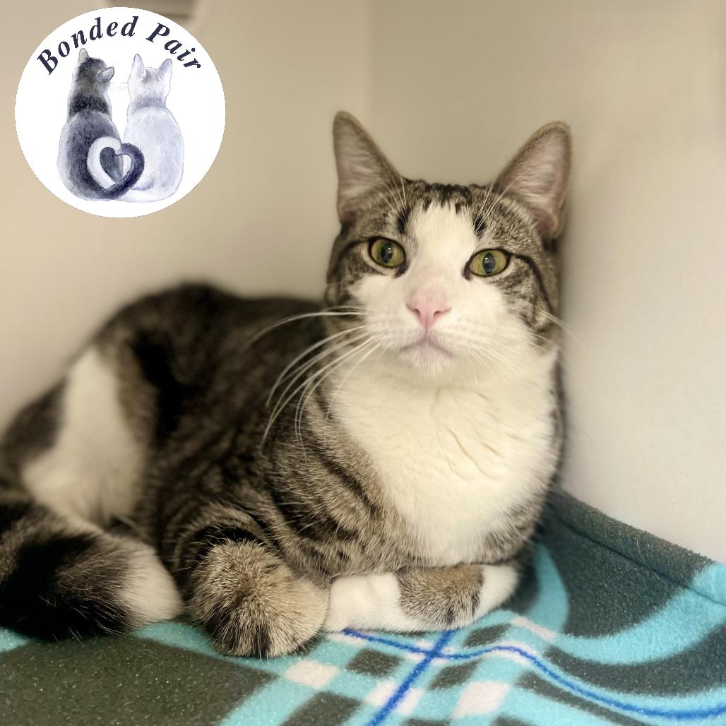 Enlarge Ringo, a Adoptable Domestic Short Hair in Champaign, IL image 4/5