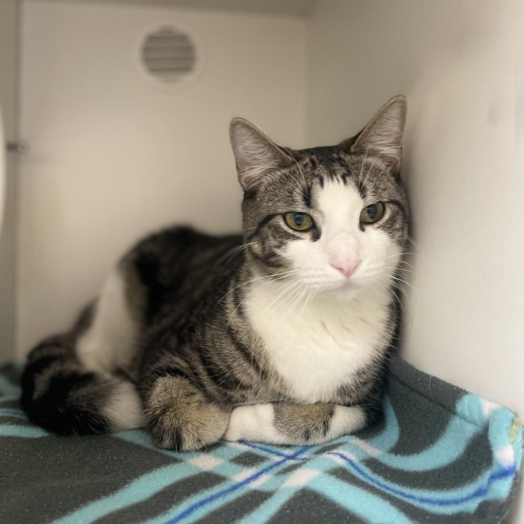 Enlarge Ringo, a Adoptable Domestic Short Hair in Champaign, IL image 5/5