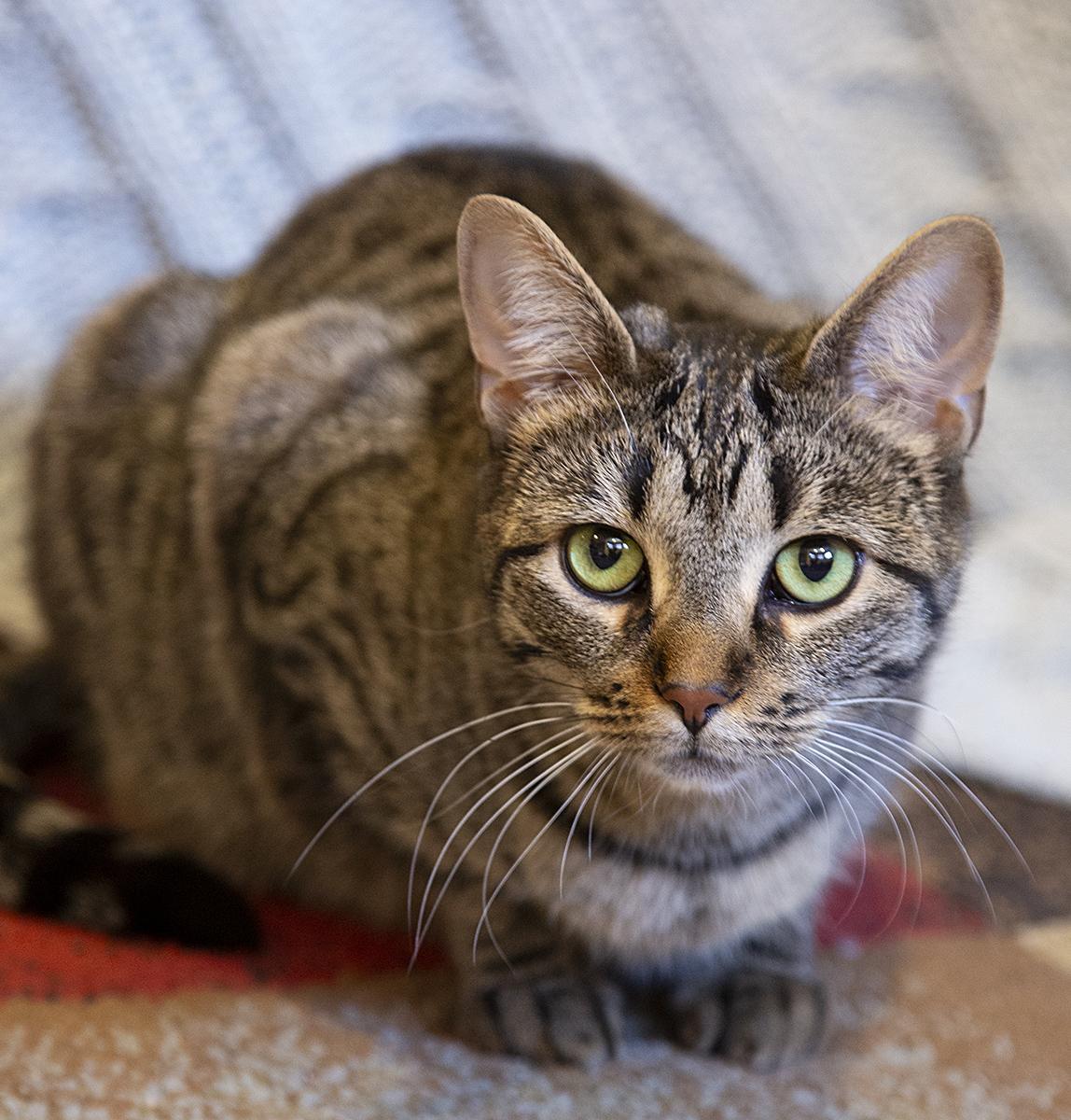 Duffi (& Tiger Lily), a Adoptable Domestic Short Hair in Chicago, IL image 1/6