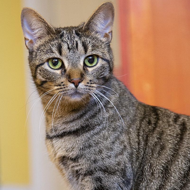 Duffi (& Tiger Lily), a Adoptable Domestic Short Hair in Chicago, IL image 2/6