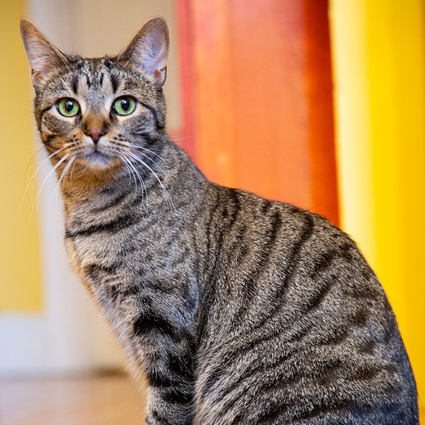Duffi (& Tiger Lily), a Adoptable Domestic Short Hair in Chicago, IL image 3/6